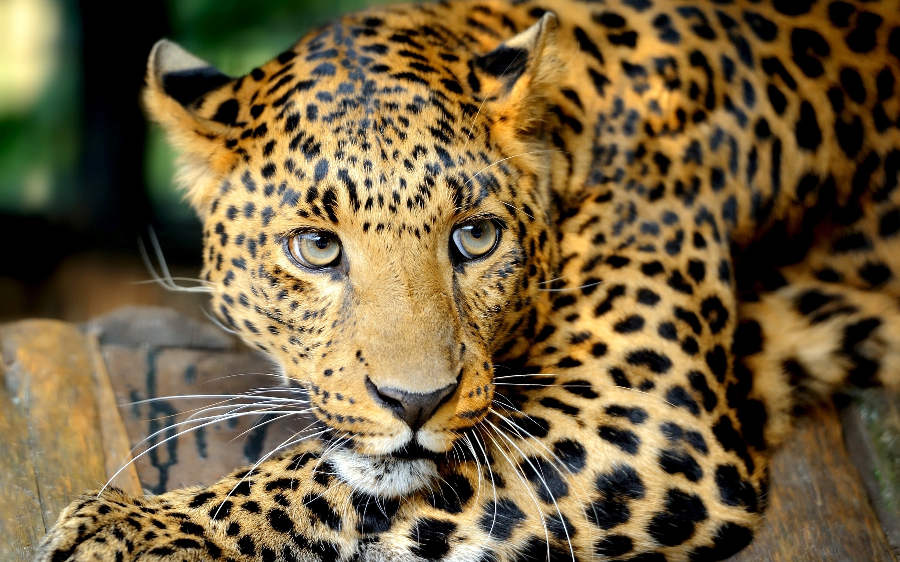 muzzle, animals, leopard, predator 8K
