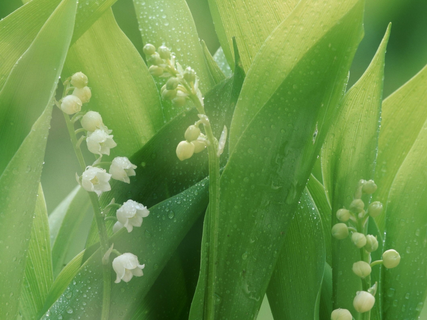 plants, flowers, lily of the valley, green