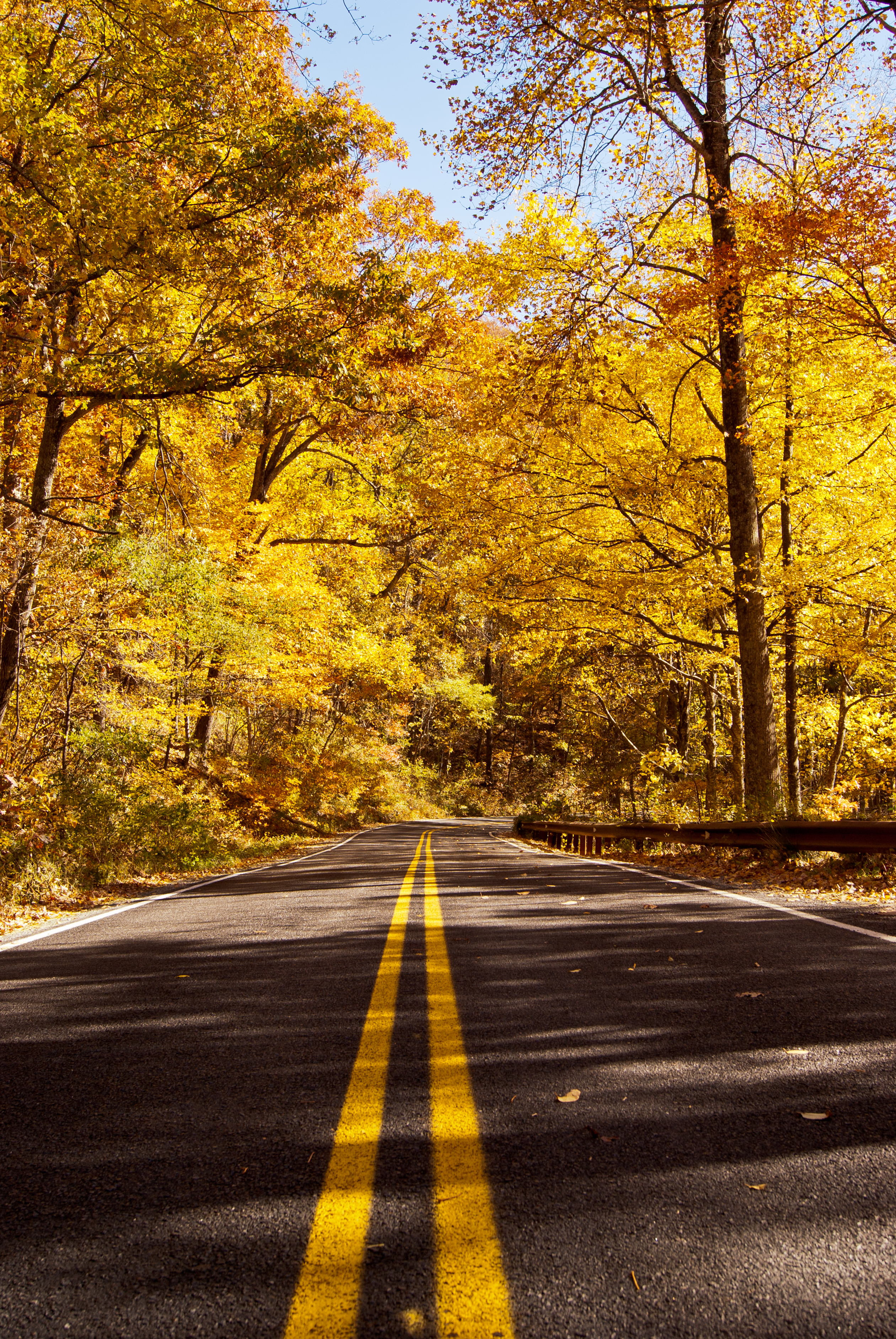 Widescreen image road, autumn, nature, forest