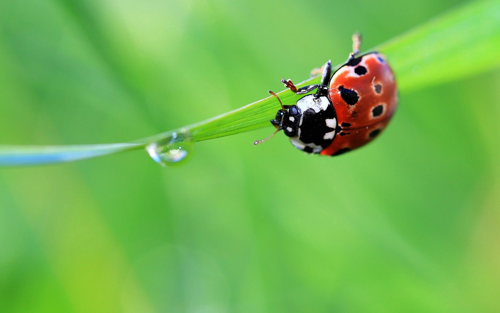 157382 Bildschirmschoner und Hintergrundbilder Ladybird auf Ihrem Telefon. Laden Sie grass, drop, makro, sommer Bilder kostenlos herunter