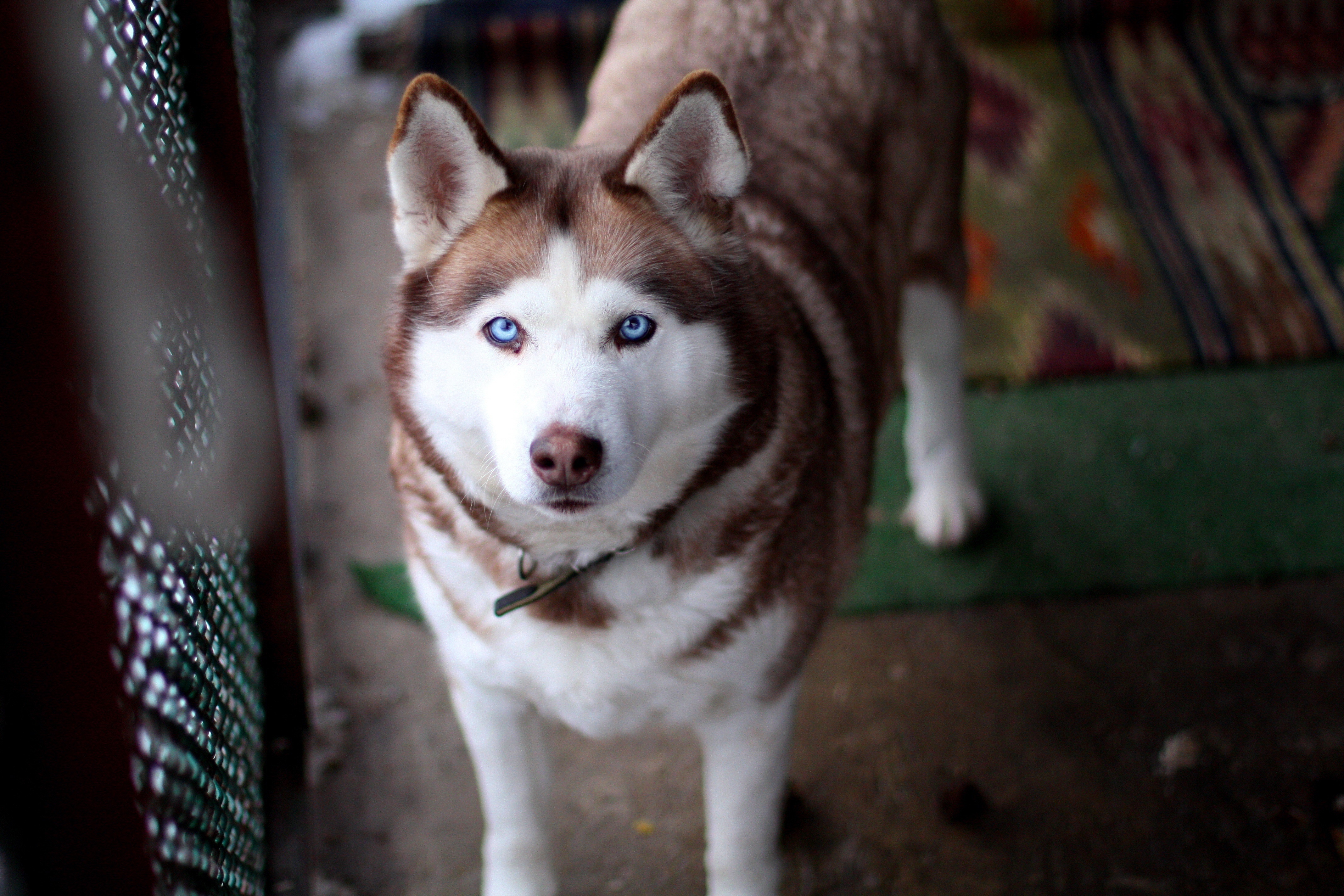 80810 download wallpaper animals, muzzle, dog, sight, opinion, husky, haska, collar screensavers and pictures for free