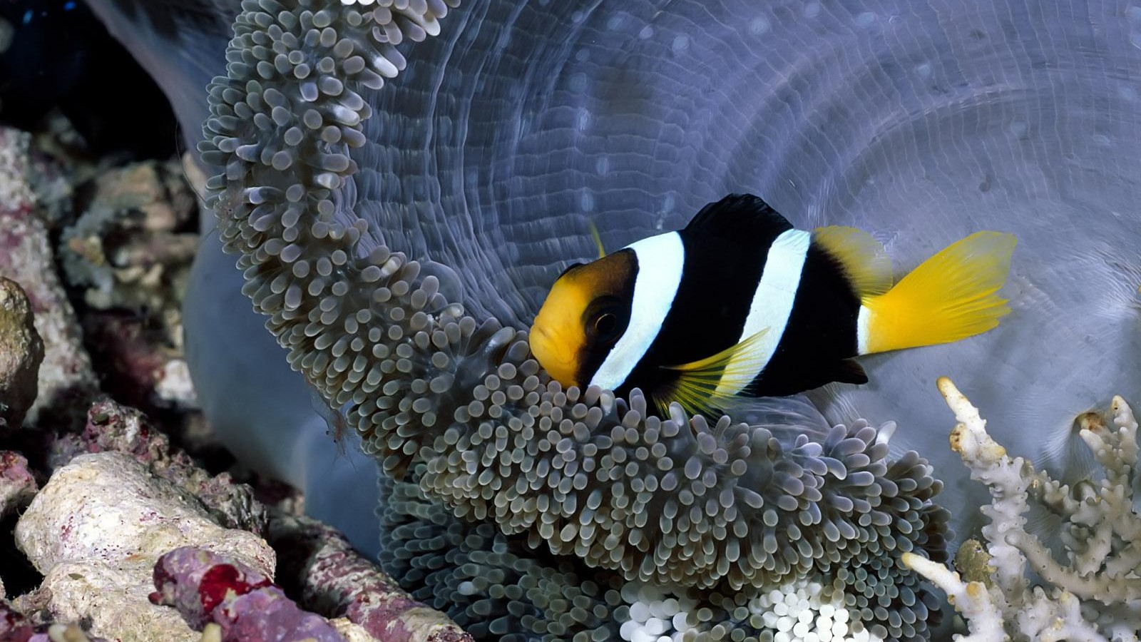 animal, fish, clownfish, sea anemone Newest PC Wallpaper