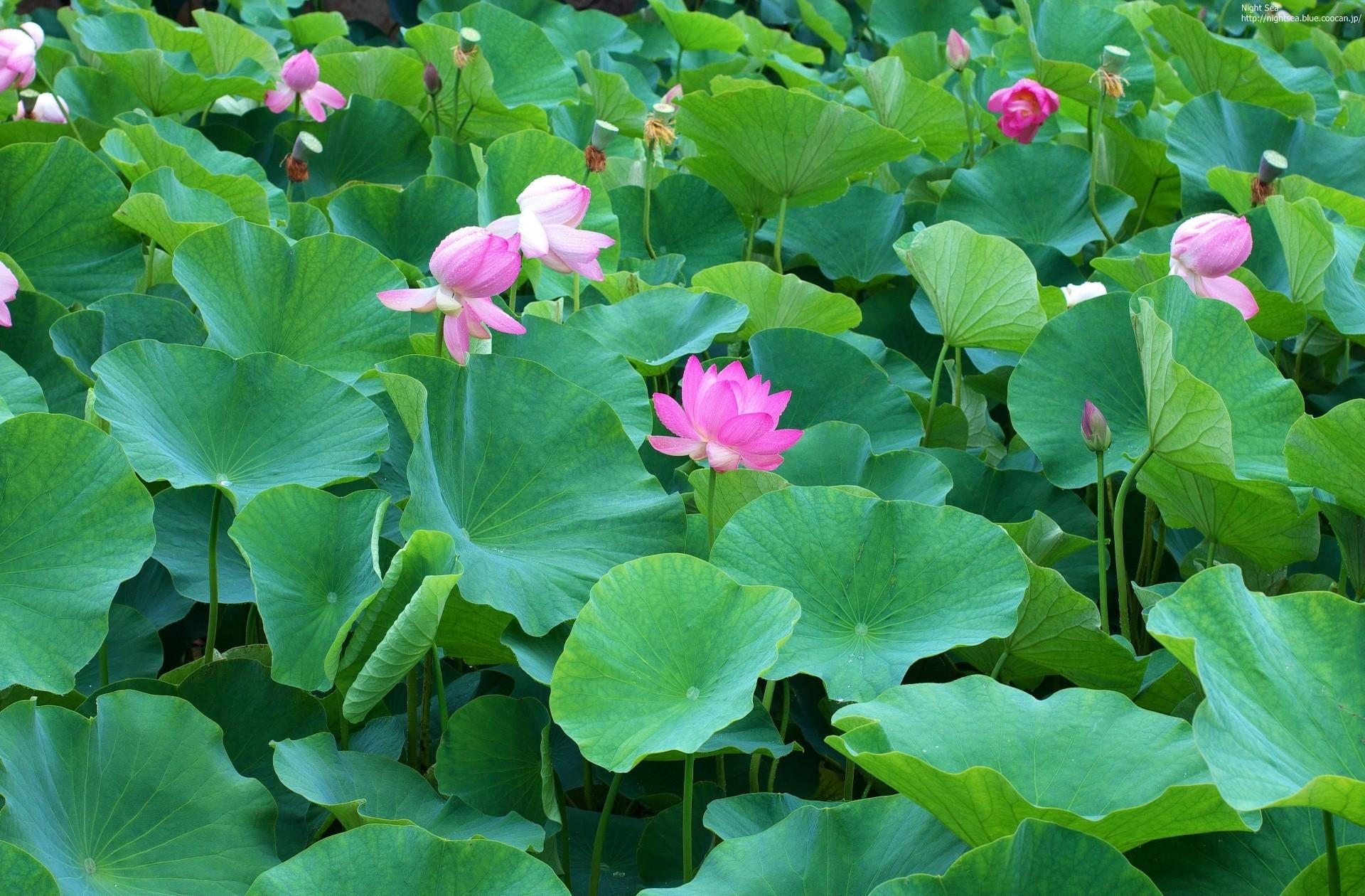 flowers, leaves, greens, lot, lotuses for android