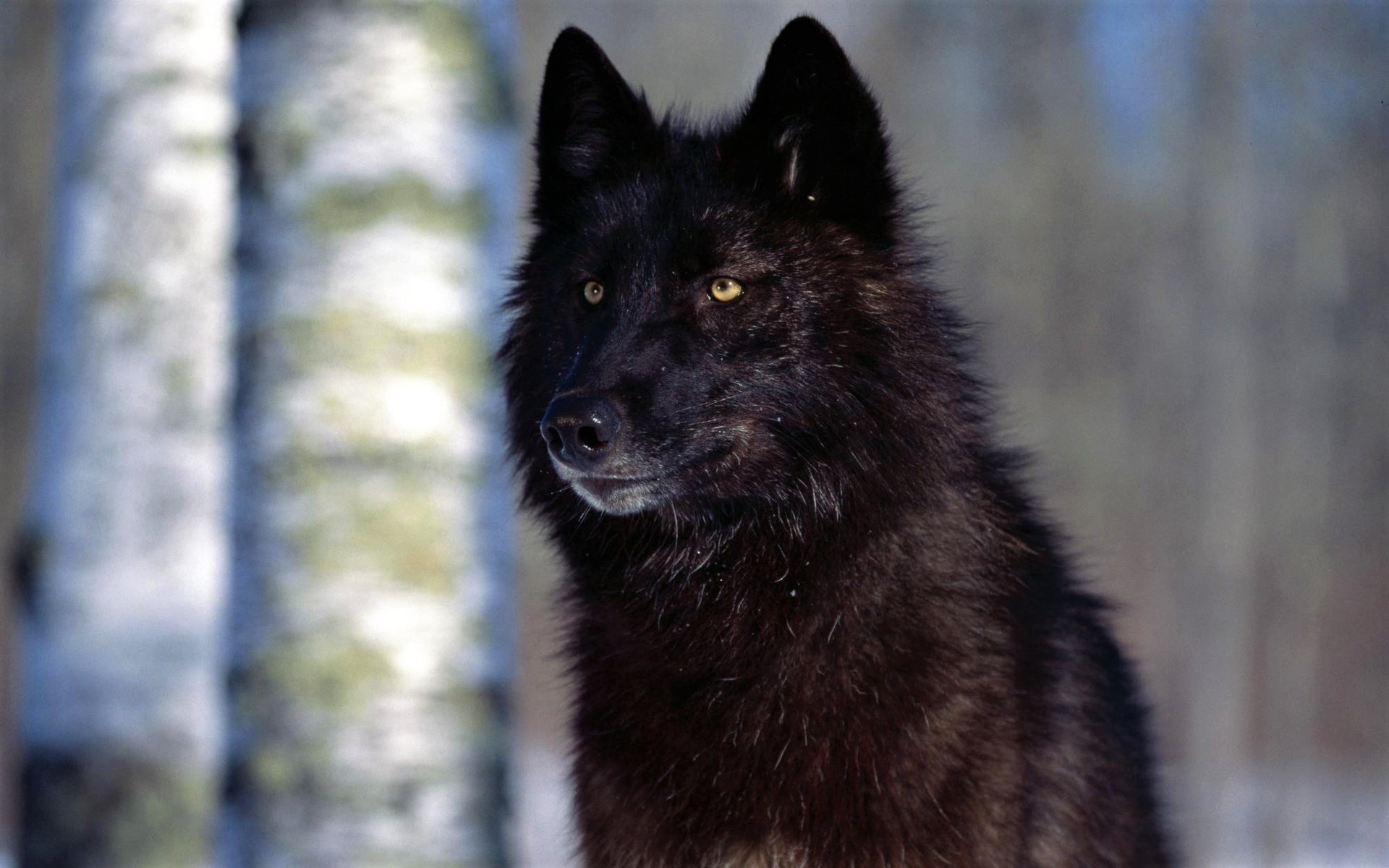 Fondos de pantalla de Lobo Negro para escritorio, descarga gratis imágenes  y fondos de Lobo Negro para PC 