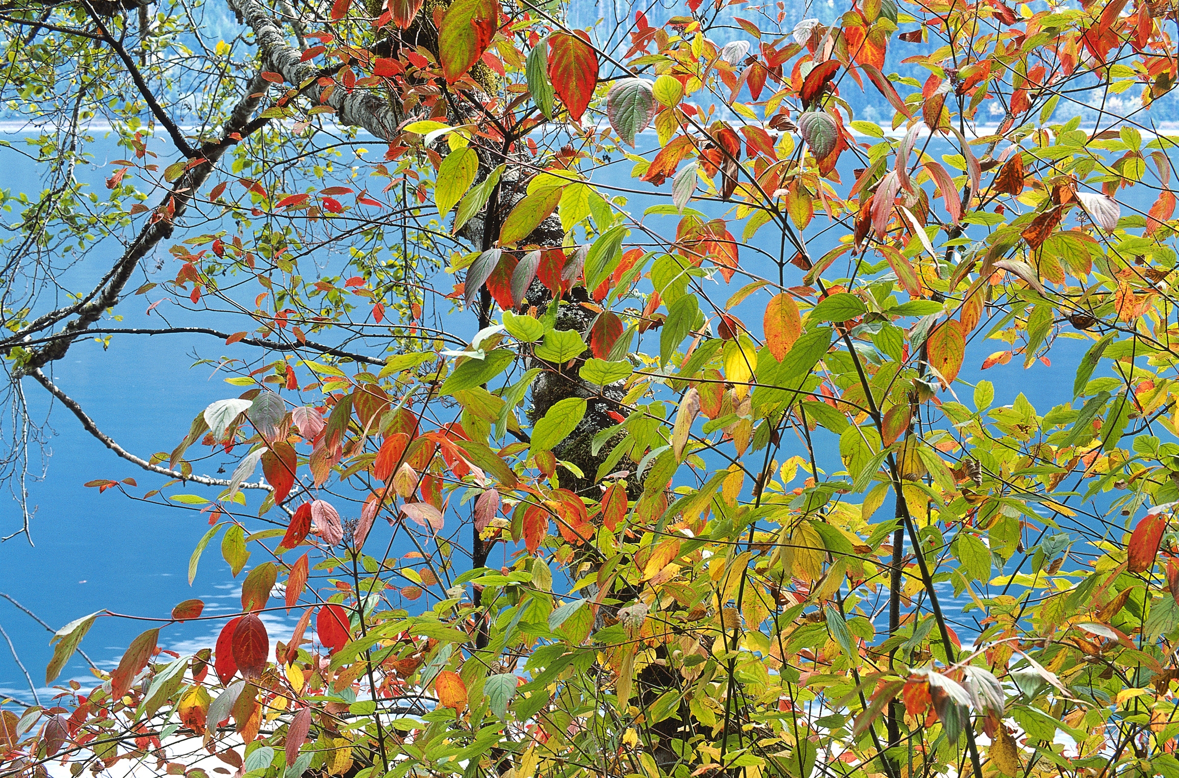 Handy-Wallpaper Natur, Herbst, Blätter, Sea, Holz, Mehrfarbig, Baum, Farben, Bunten, Palette kostenlos herunterladen.
