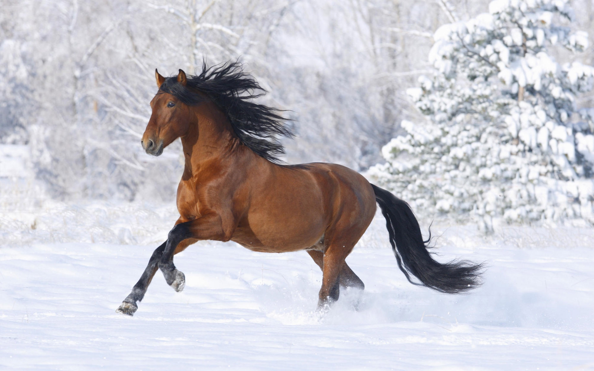 37177 Bild herunterladen pferde, tiere - Hintergrundbilder und Bildschirmschoner kostenlos