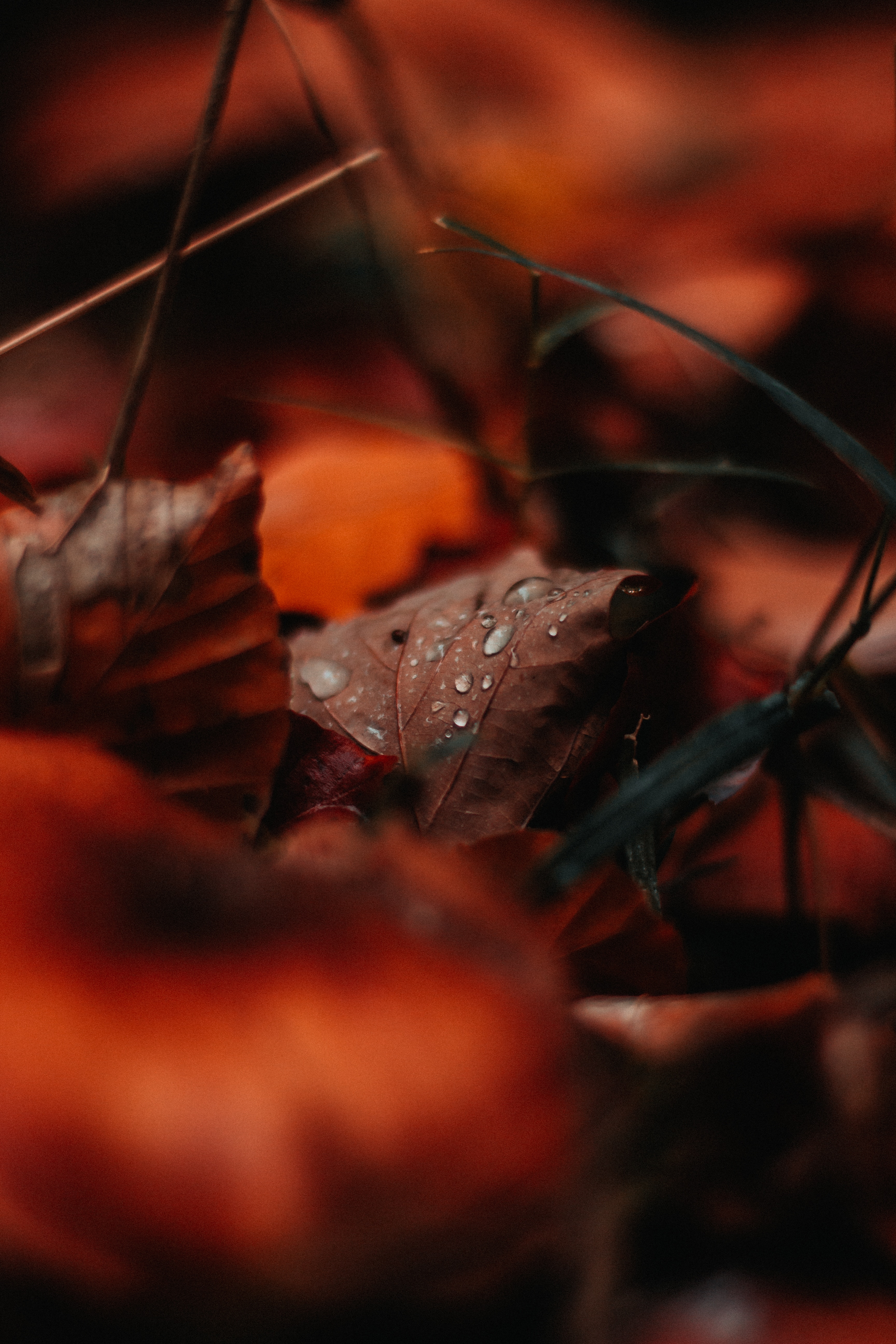 desktop and mobile sheet, autumn, leaf, macro
