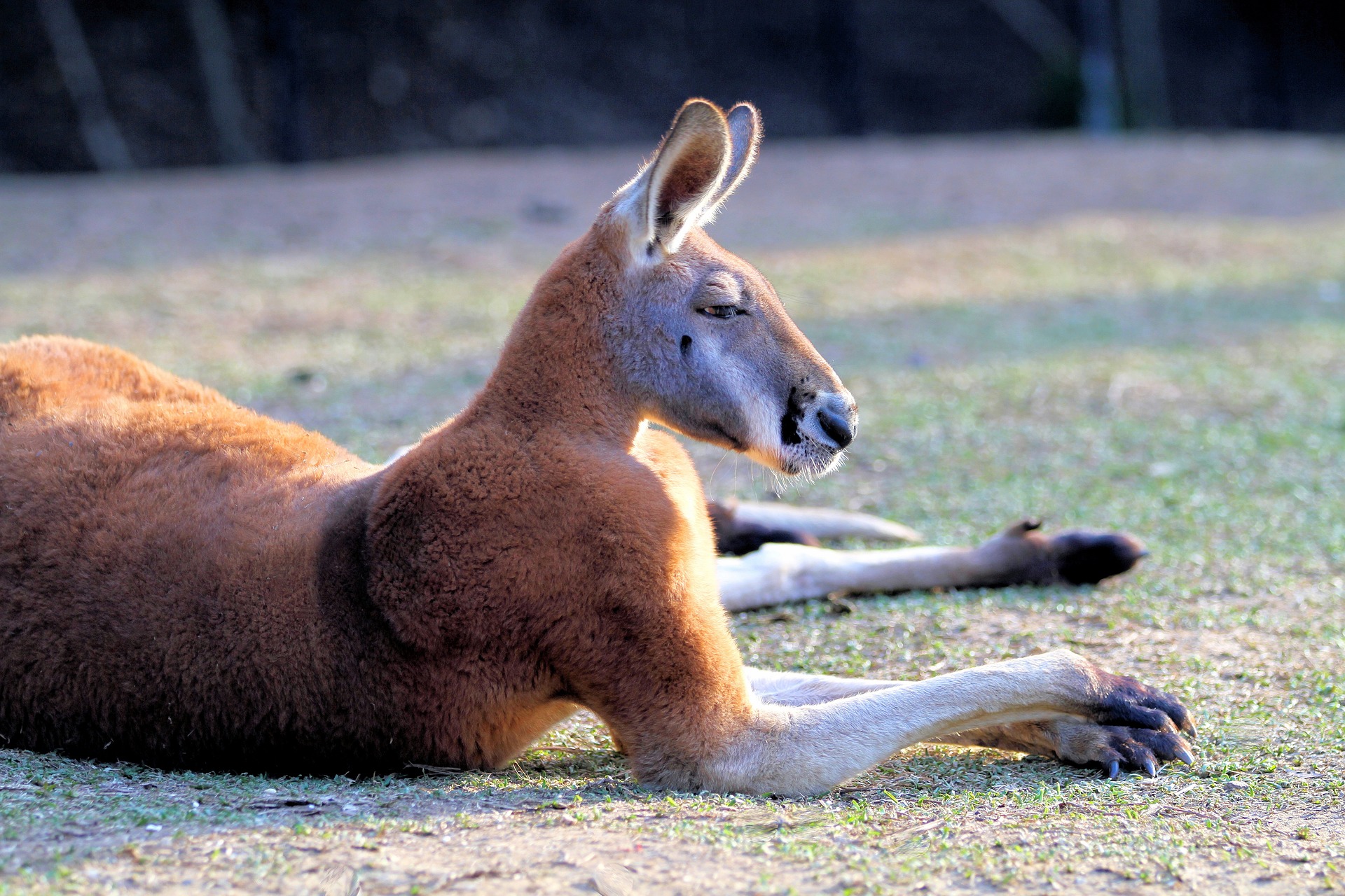 Эндемики Австралии кенгуру