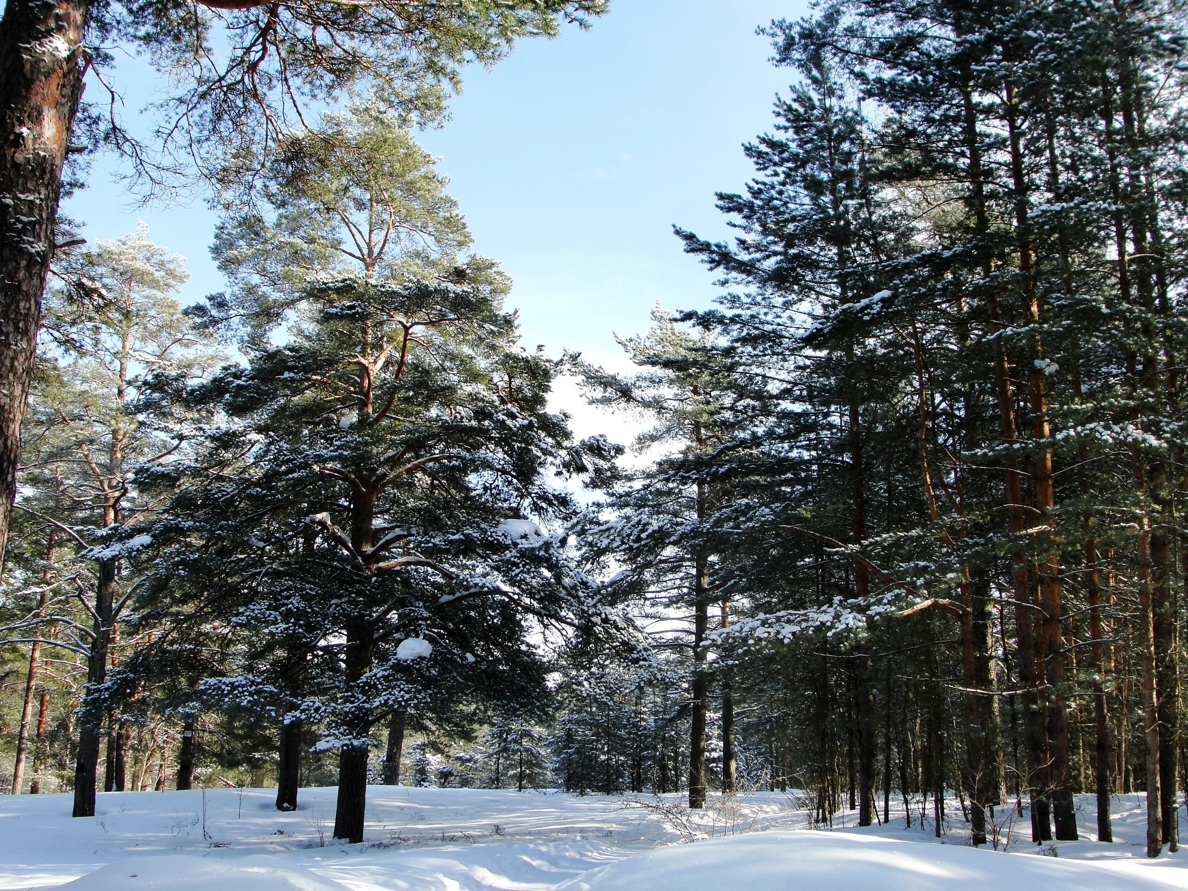 お使いの携帯電話の156810スクリーンセーバーと壁紙森。 木, 自然, 冬, セストロレツクの写真を無料でダウンロード