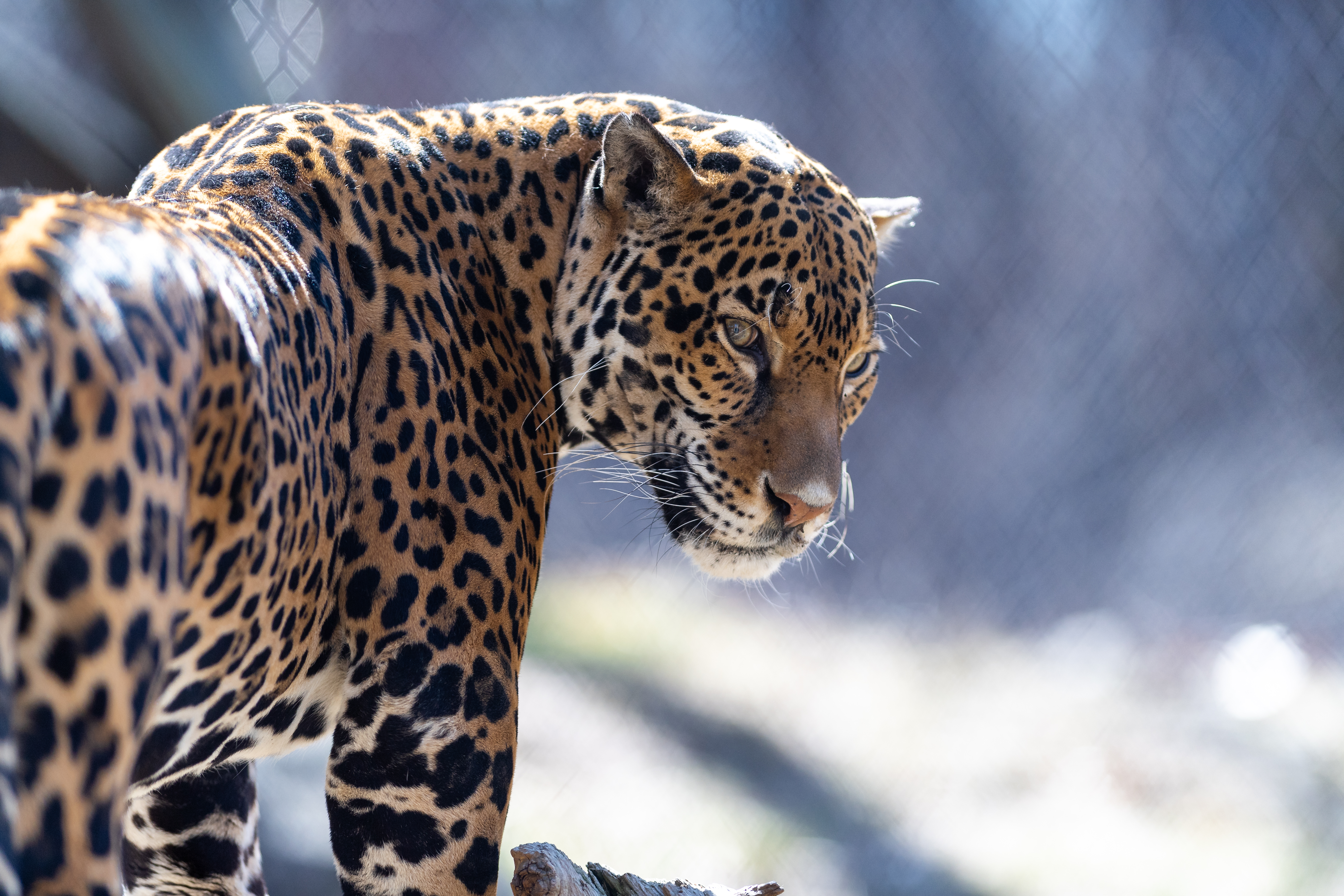 157683 baixar papel de parede animais, predator, jaguar, predador, gato grande, visão, opinião - protetores de tela e imagens gratuitamente