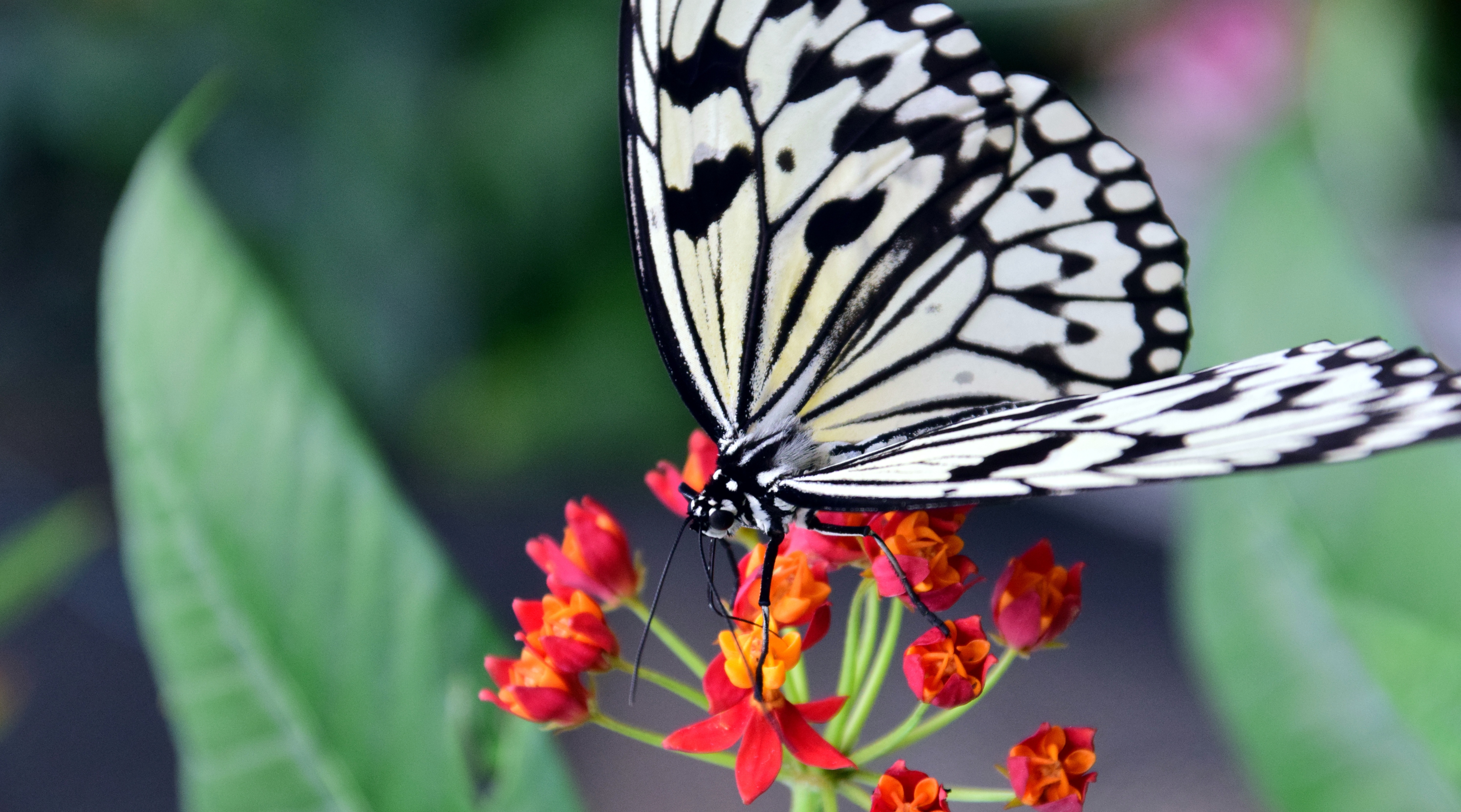 Laden Sie das Blume, Patterns, Makro, Schmetterling-Bild kostenlos auf Ihren PC-Desktop herunter