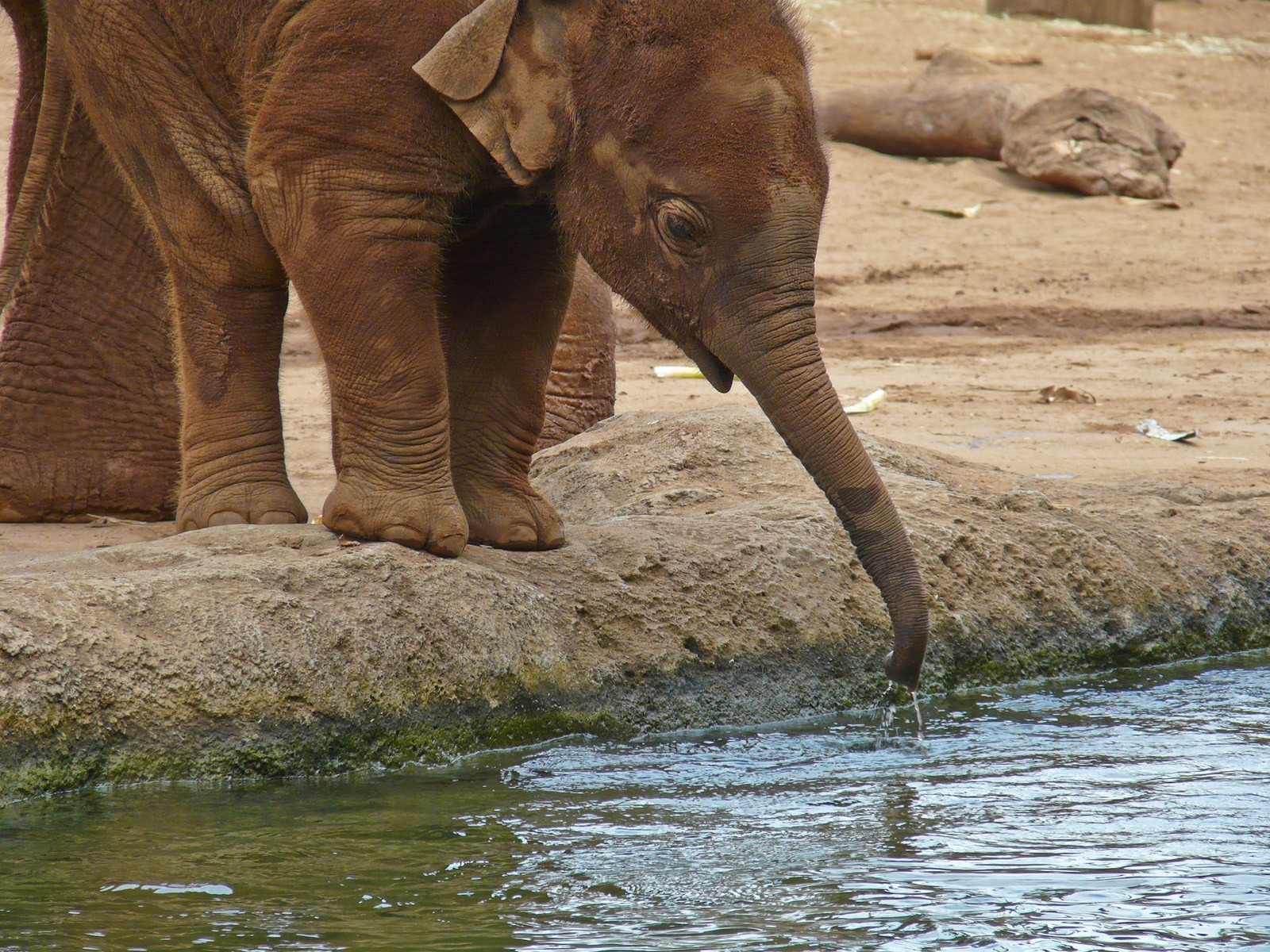 Фото как животные пьют воду