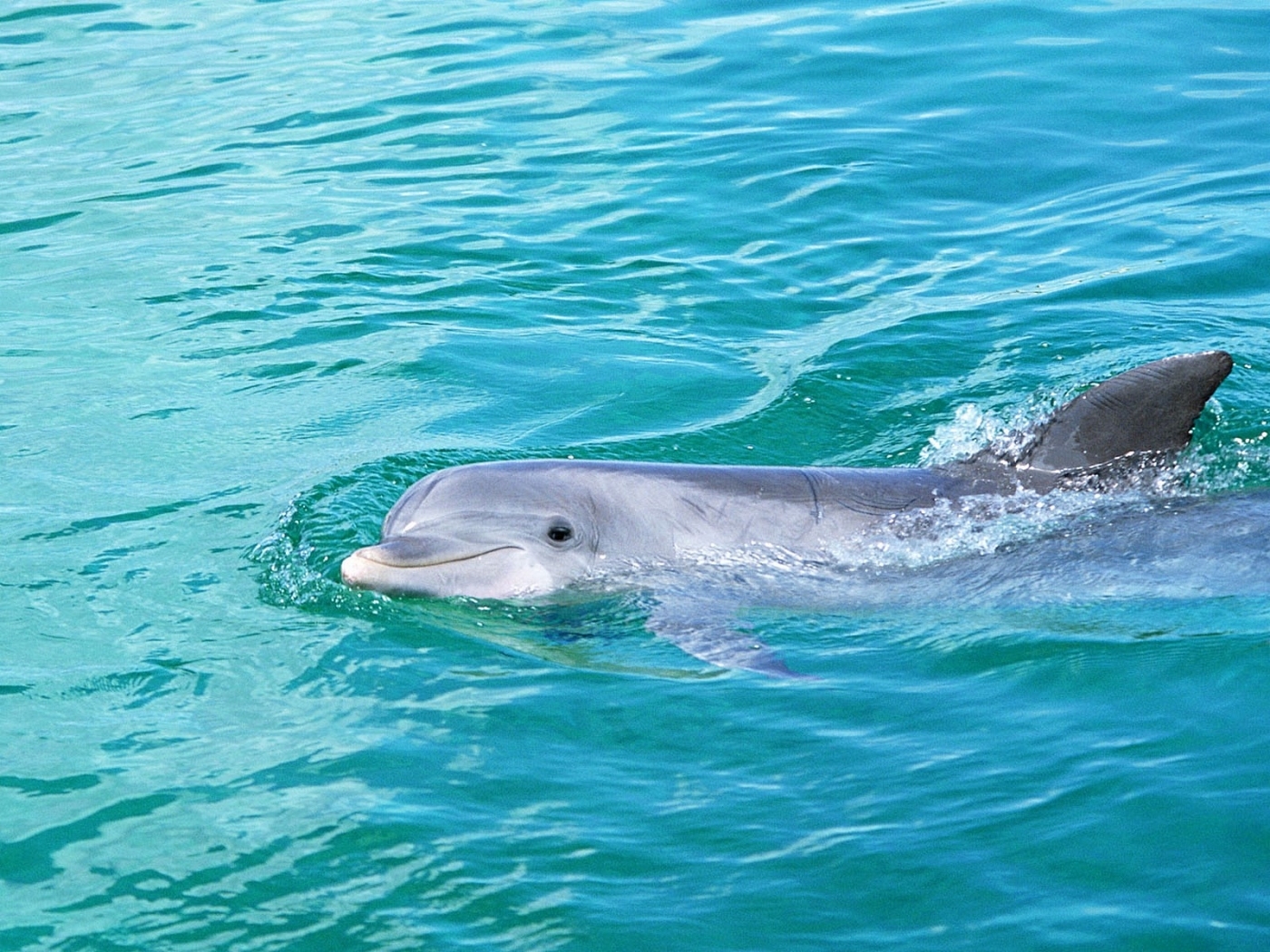 45684 Hintergrundbild herunterladen delfine, tiere, türkis - Bildschirmschoner und Bilder kostenlos