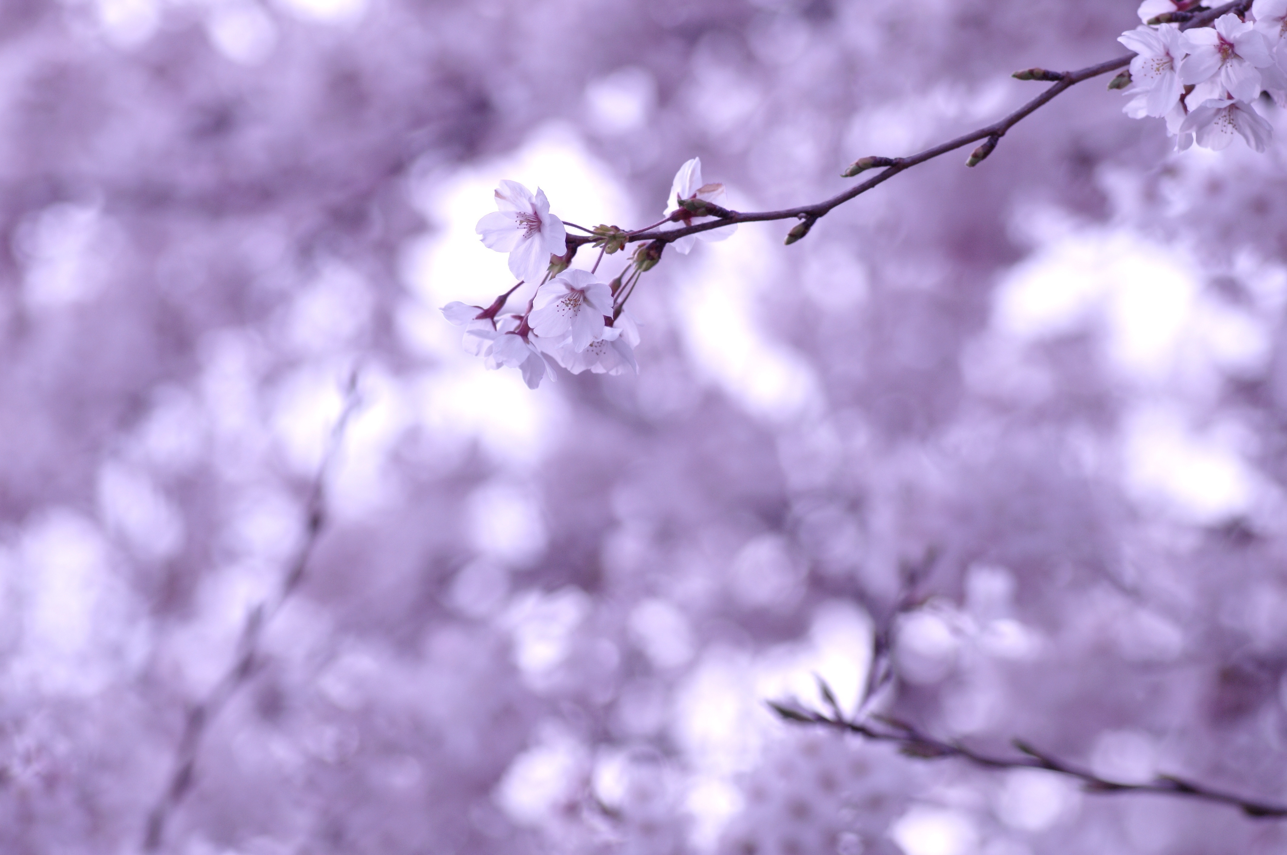 sprig, branches, macro, branch Cherry HD Android Wallpapers