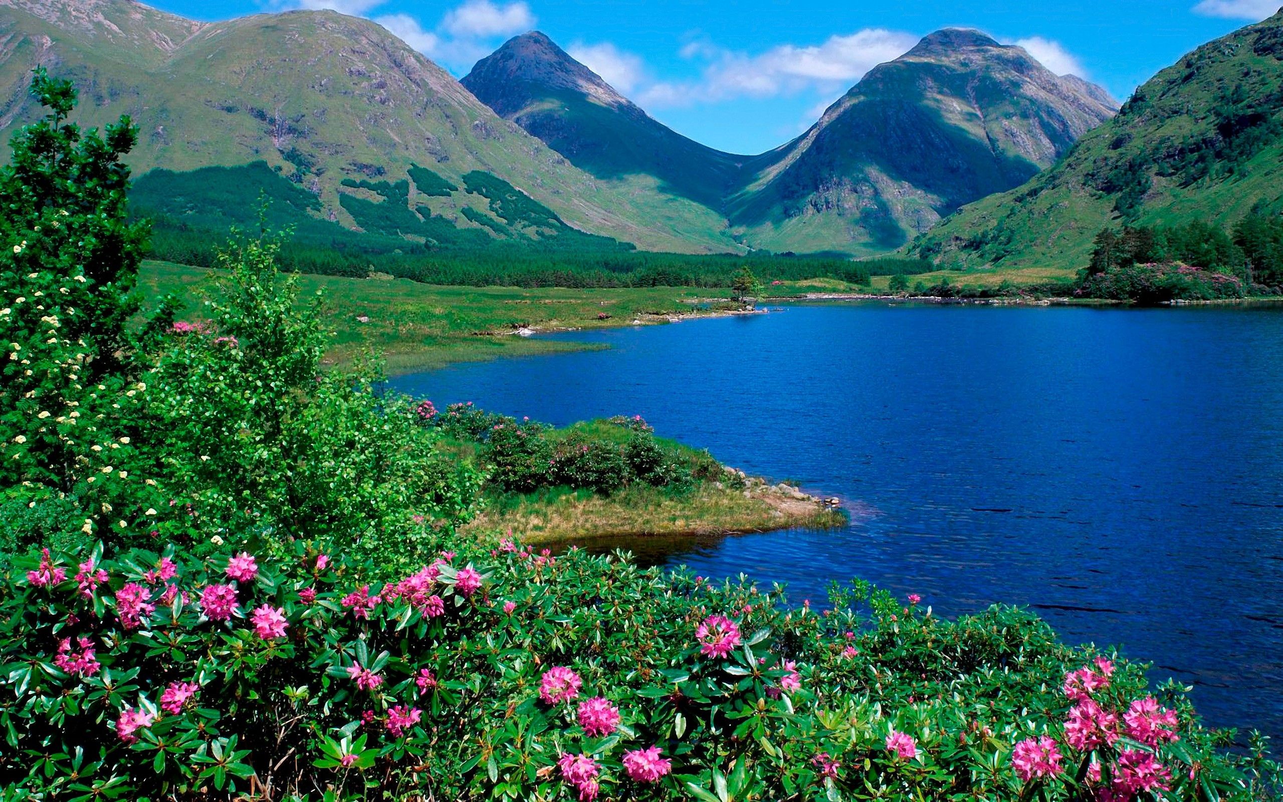 lake, summer, nature, mountains, flowers, grass, greens, slopes QHD