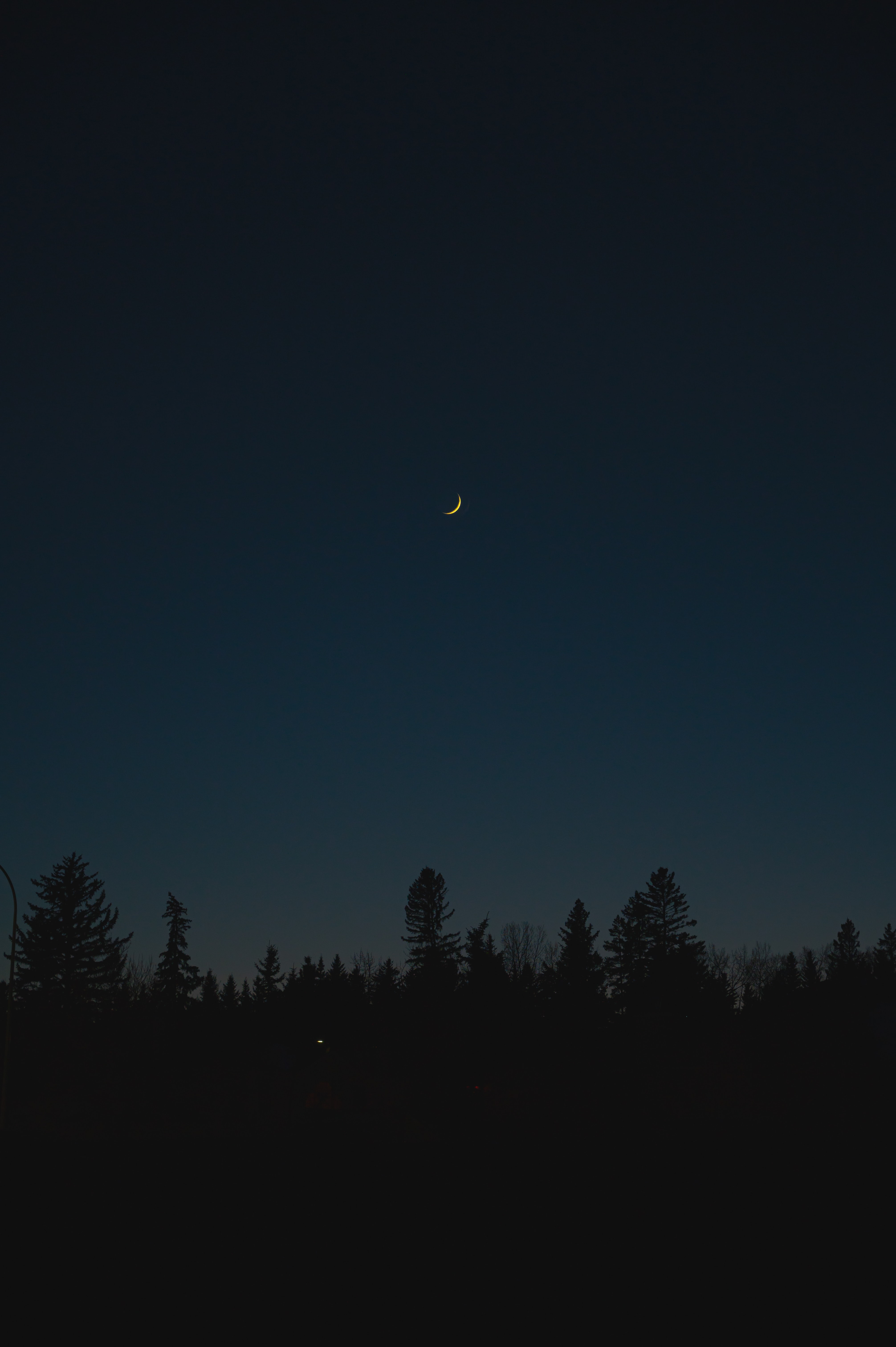 moon, trees, night, dark, silhouettes