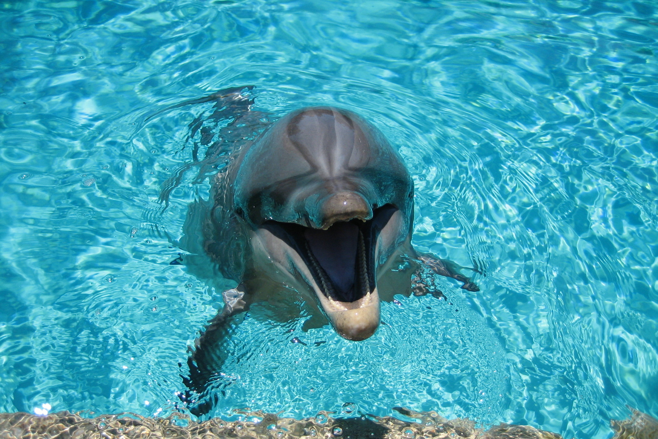 Обои дельфины