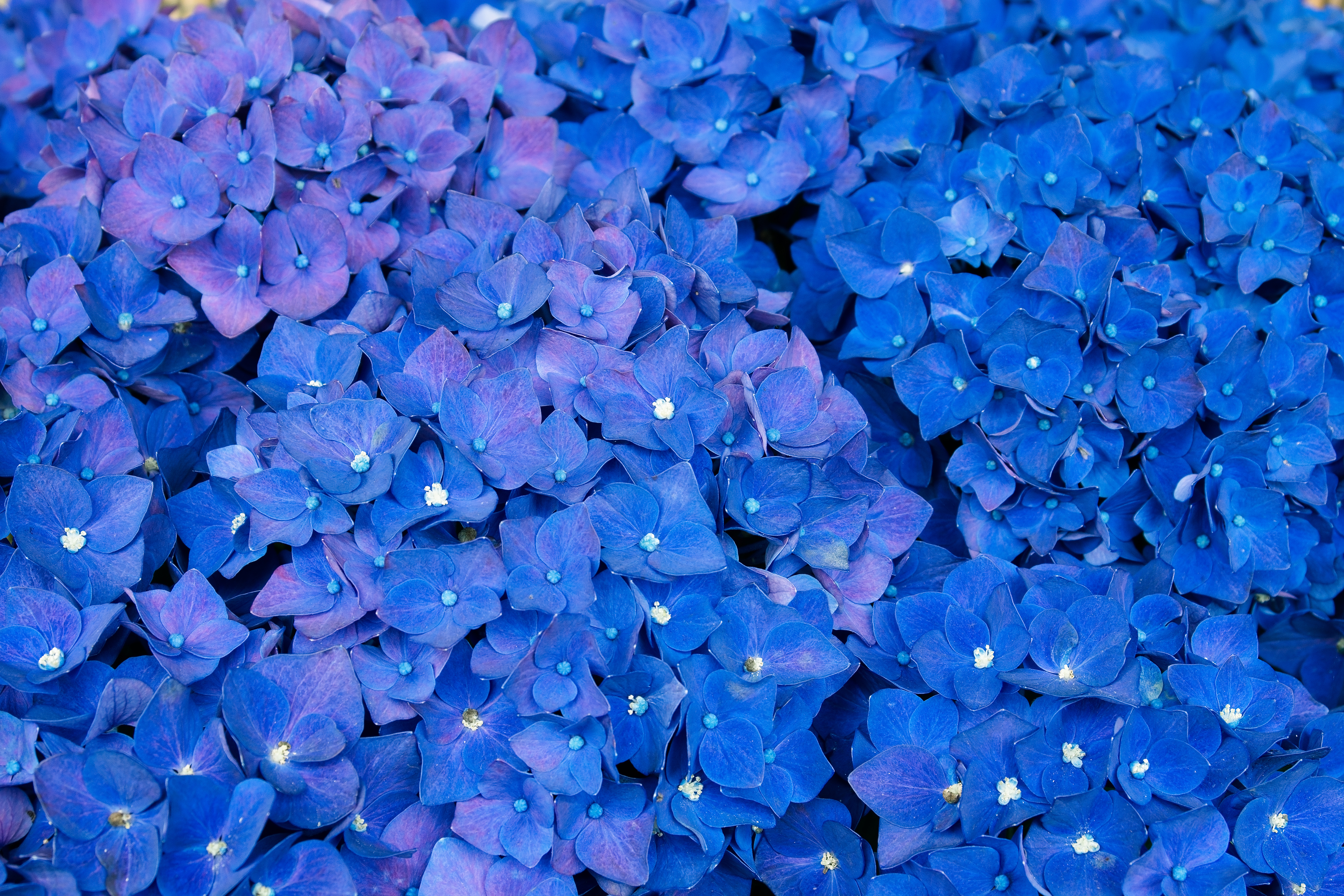 Laden Sie 135417: blau, blütenstand, blumen, hortensie Desktop-Hintergrund kostenlos herunter
