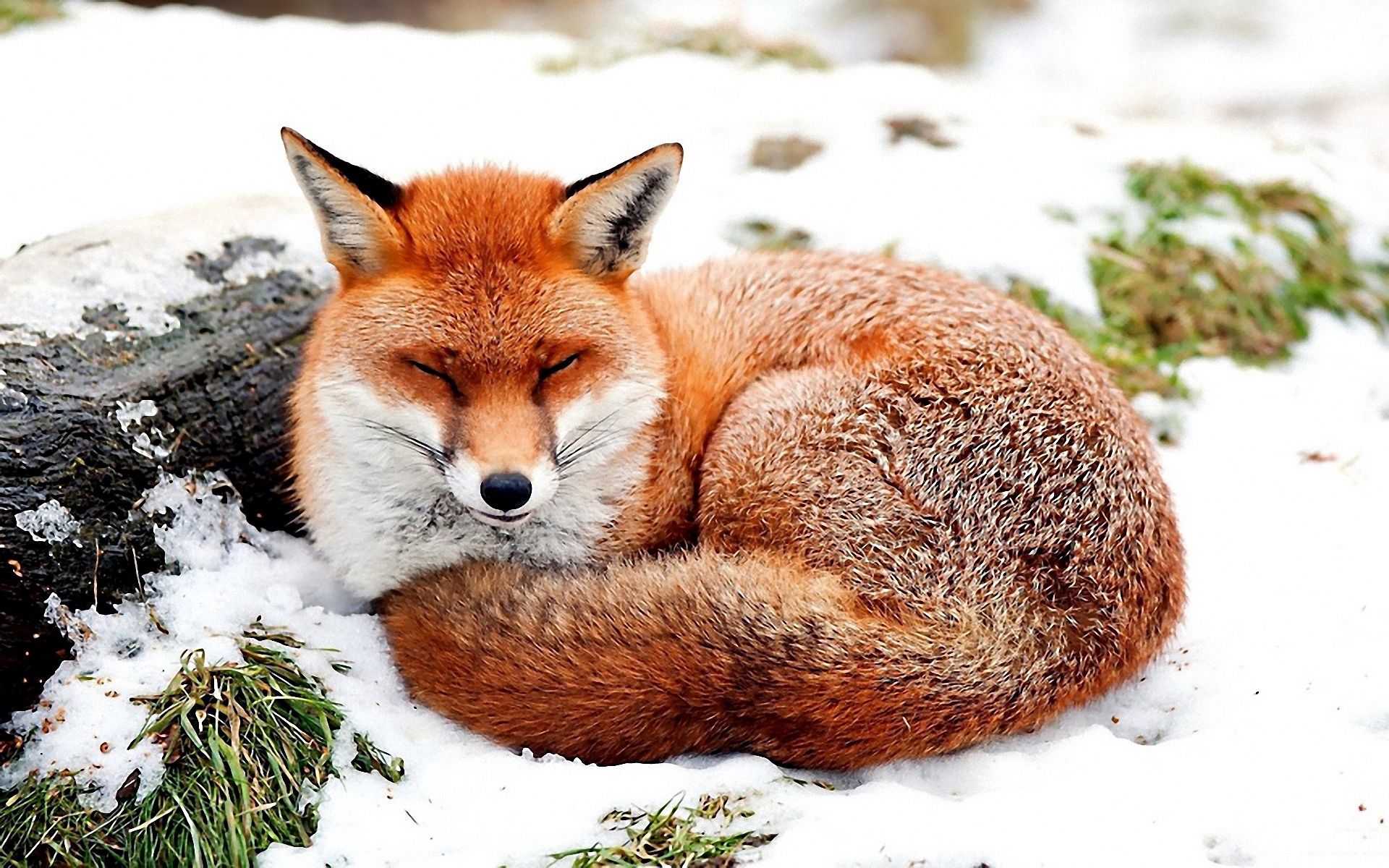 snow, fox, animals, grass Hd 1080p Mobile