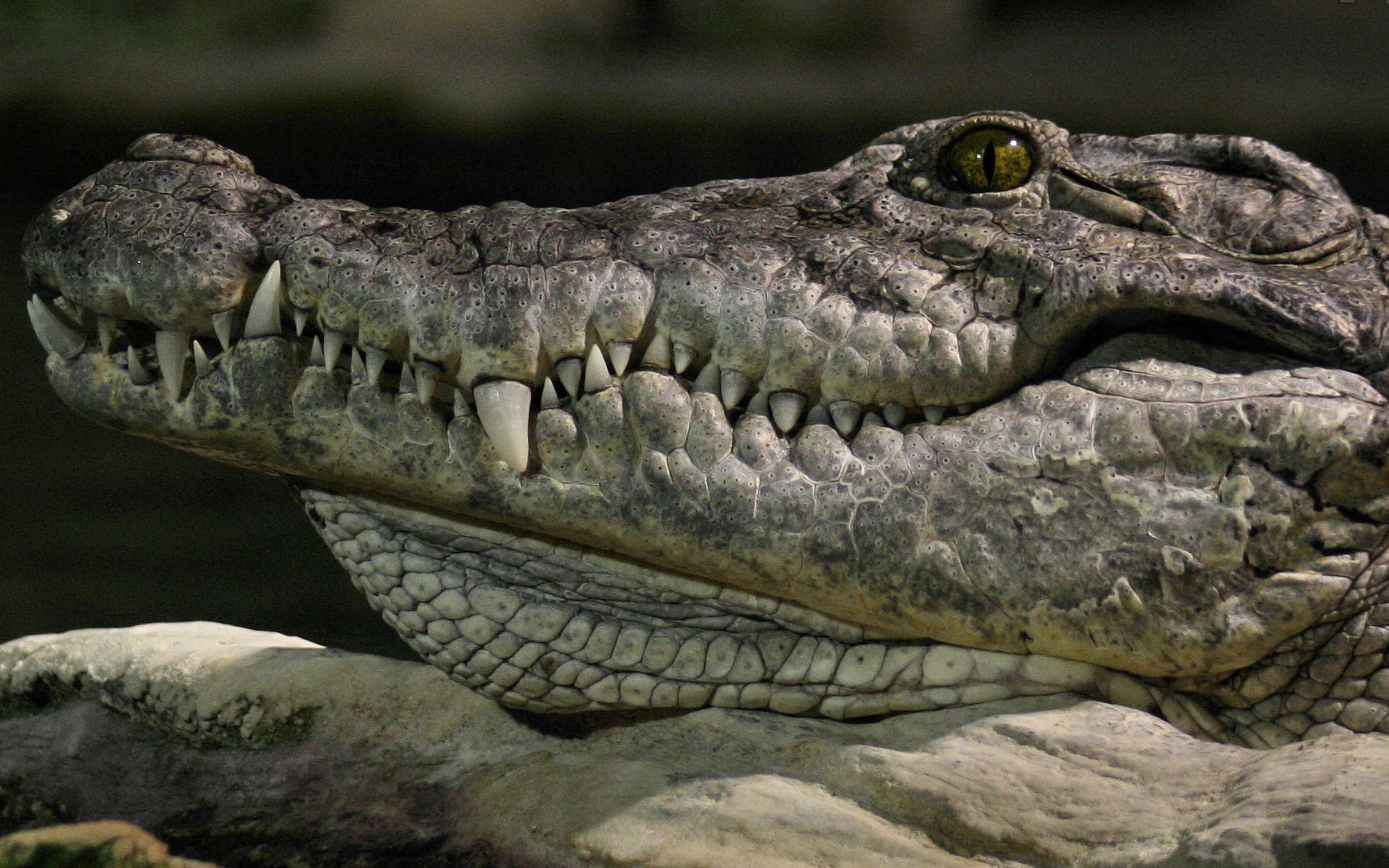 Крокодил на заставку