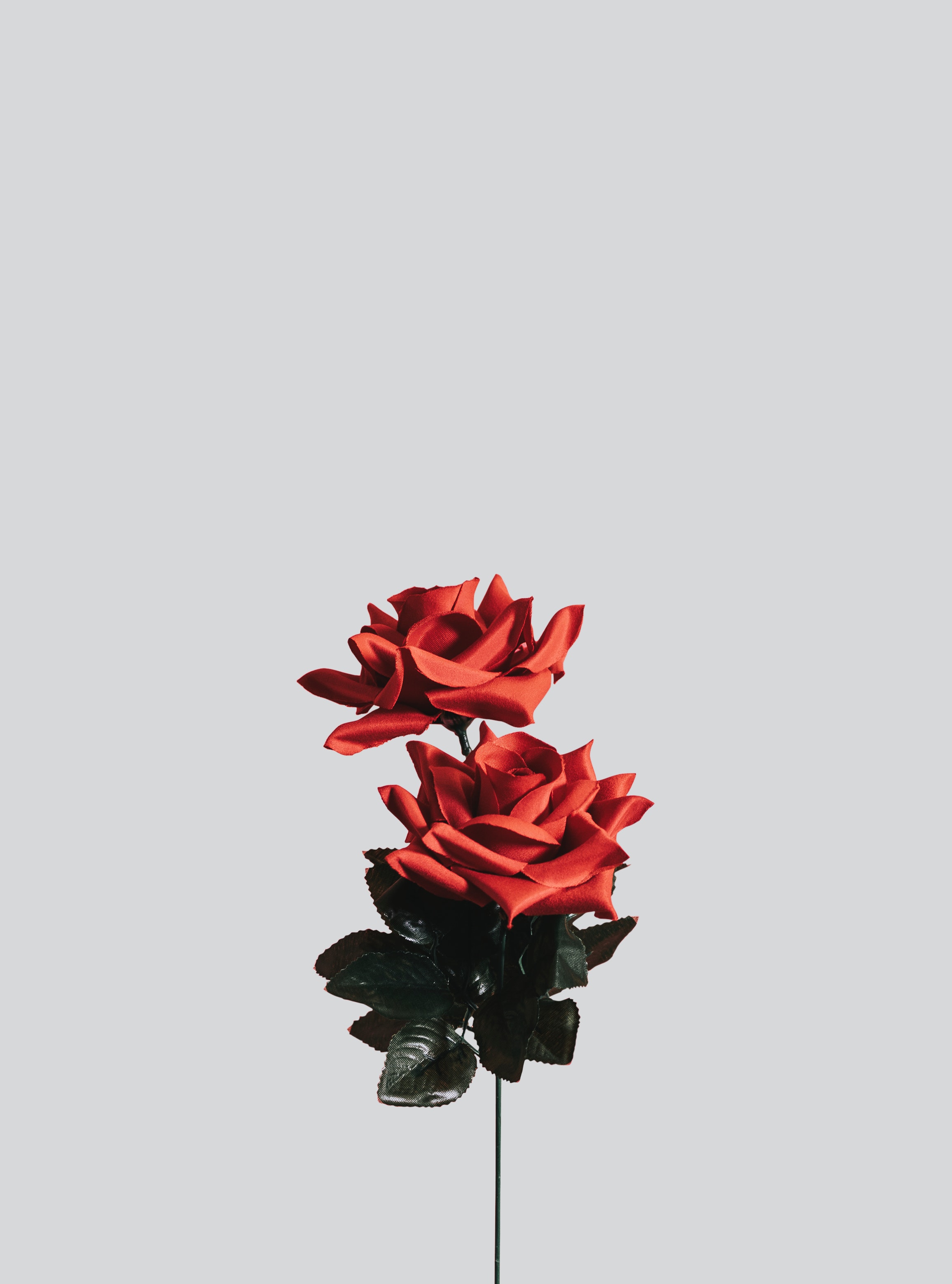 Phone Wallpaper minimalism, artificial, flower, rose