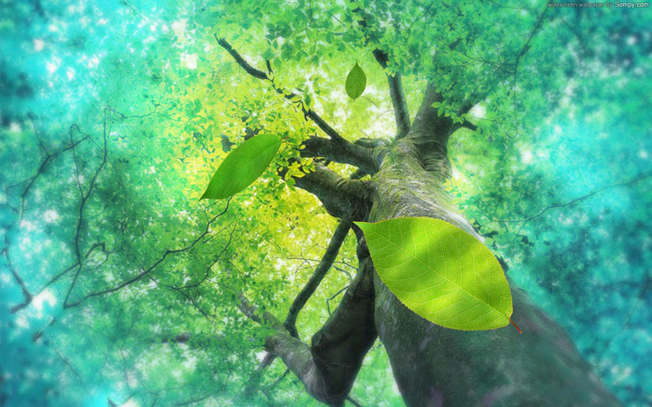 close up, earth, leaf, tree HD wallpaper