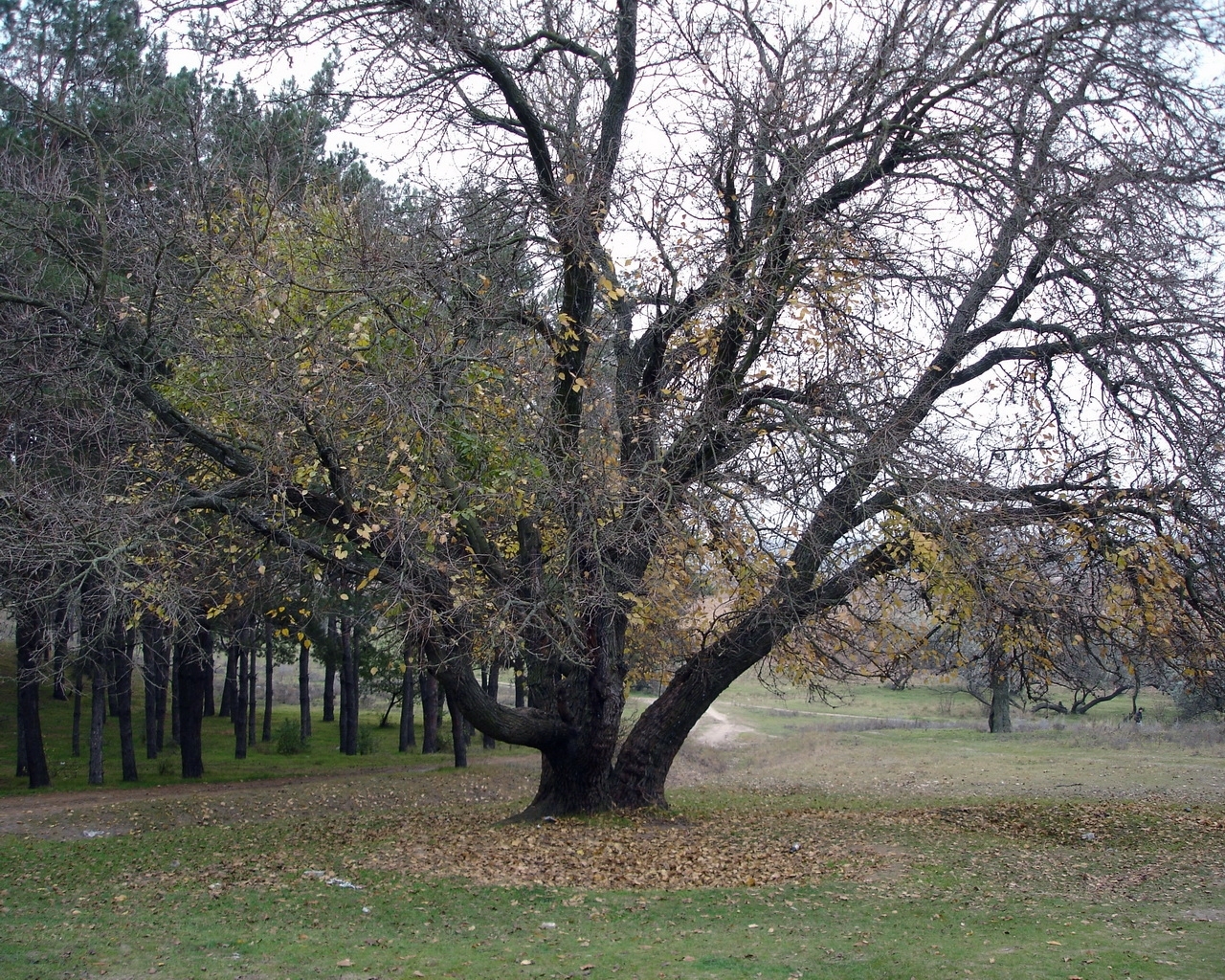 632 免費下載壁紙 景观, 树, 秋 屏保和圖片