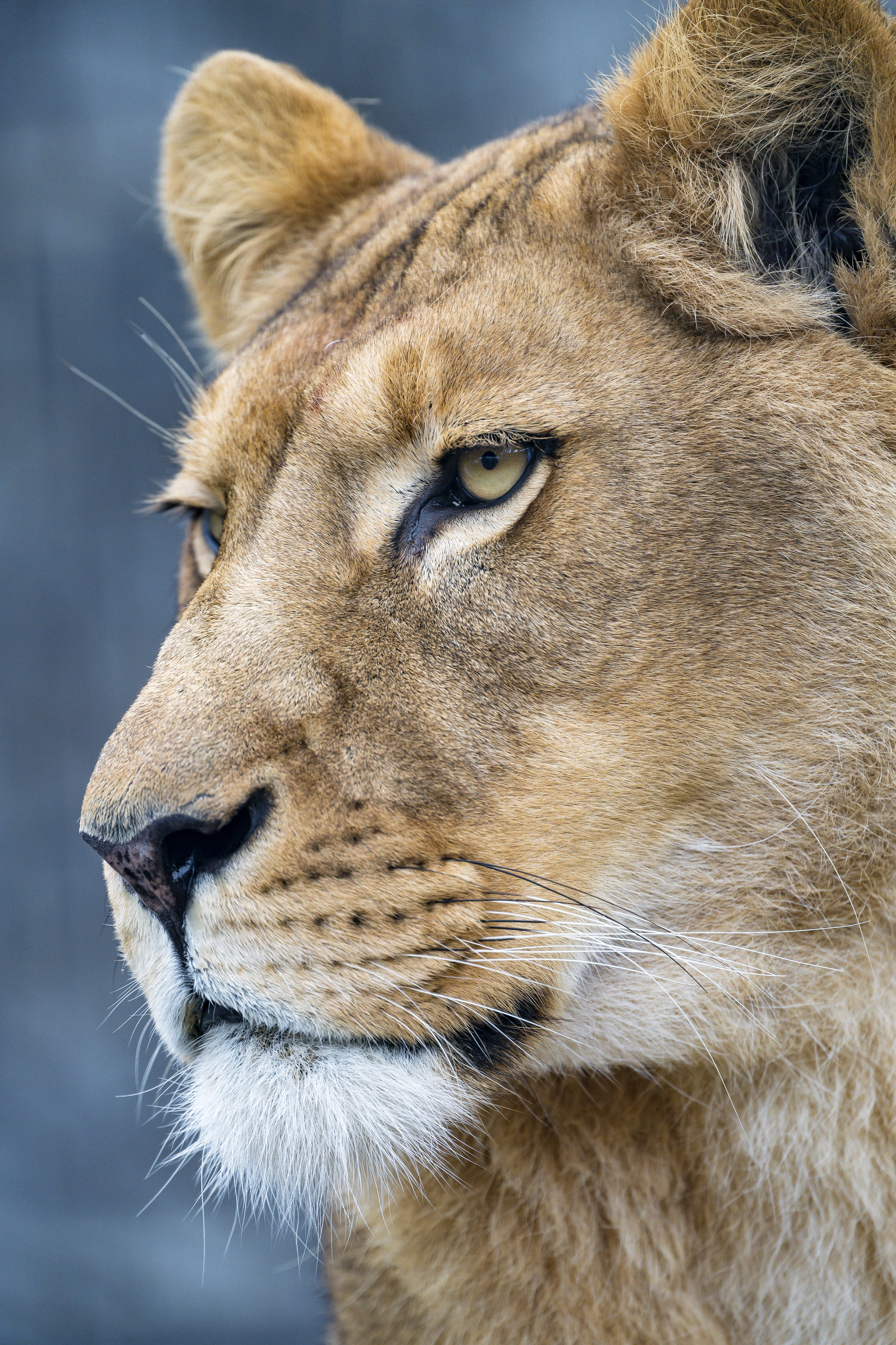 158090 descargar fondo de pantalla bozal, león, un leon, animales, depredador, gato grande: protectores de pantalla e imágenes gratis