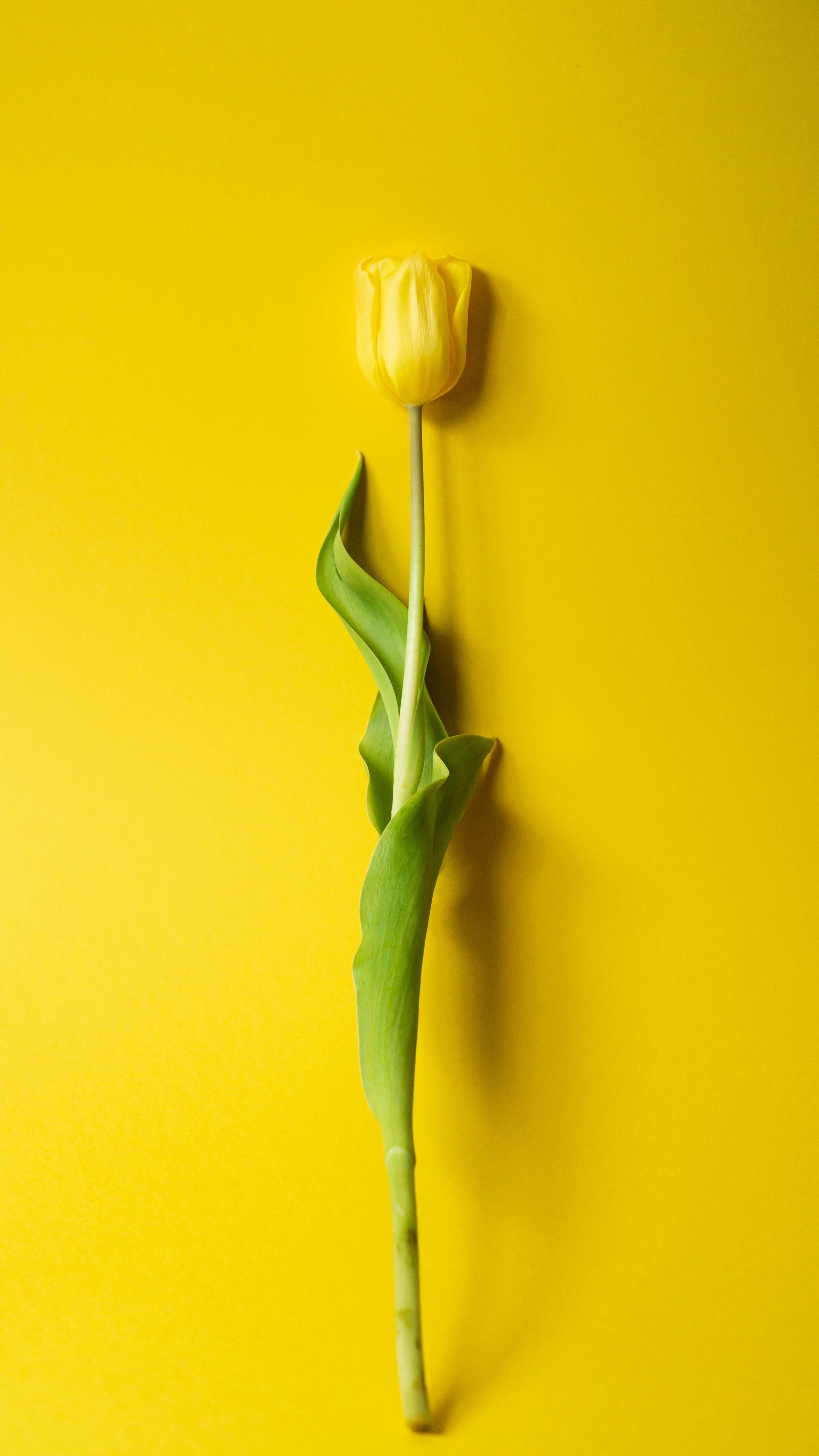 flower, tulip, minimalism, flowers, yellow Full HD