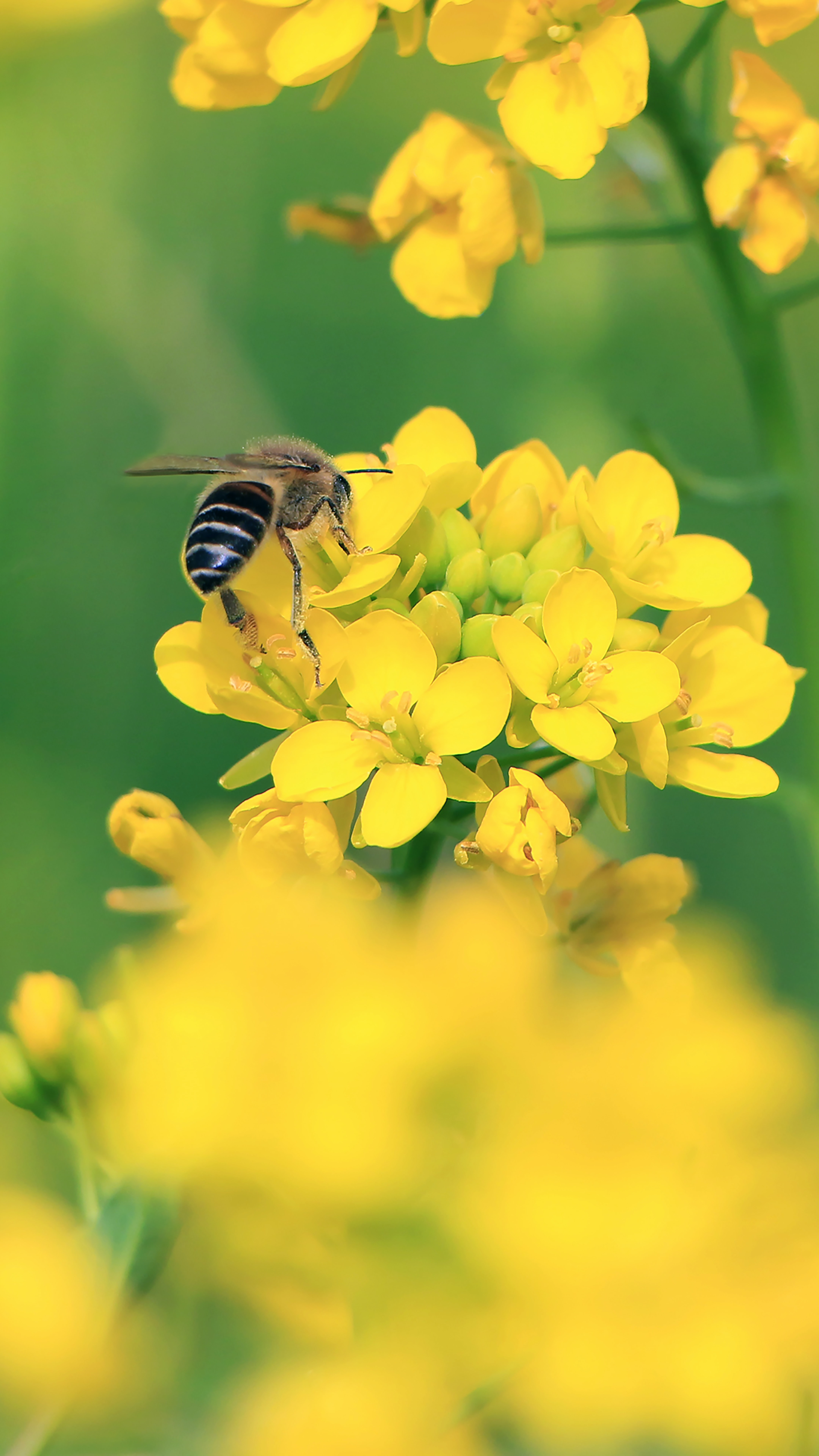 flowers, yellow flowers, bee, macro, wings