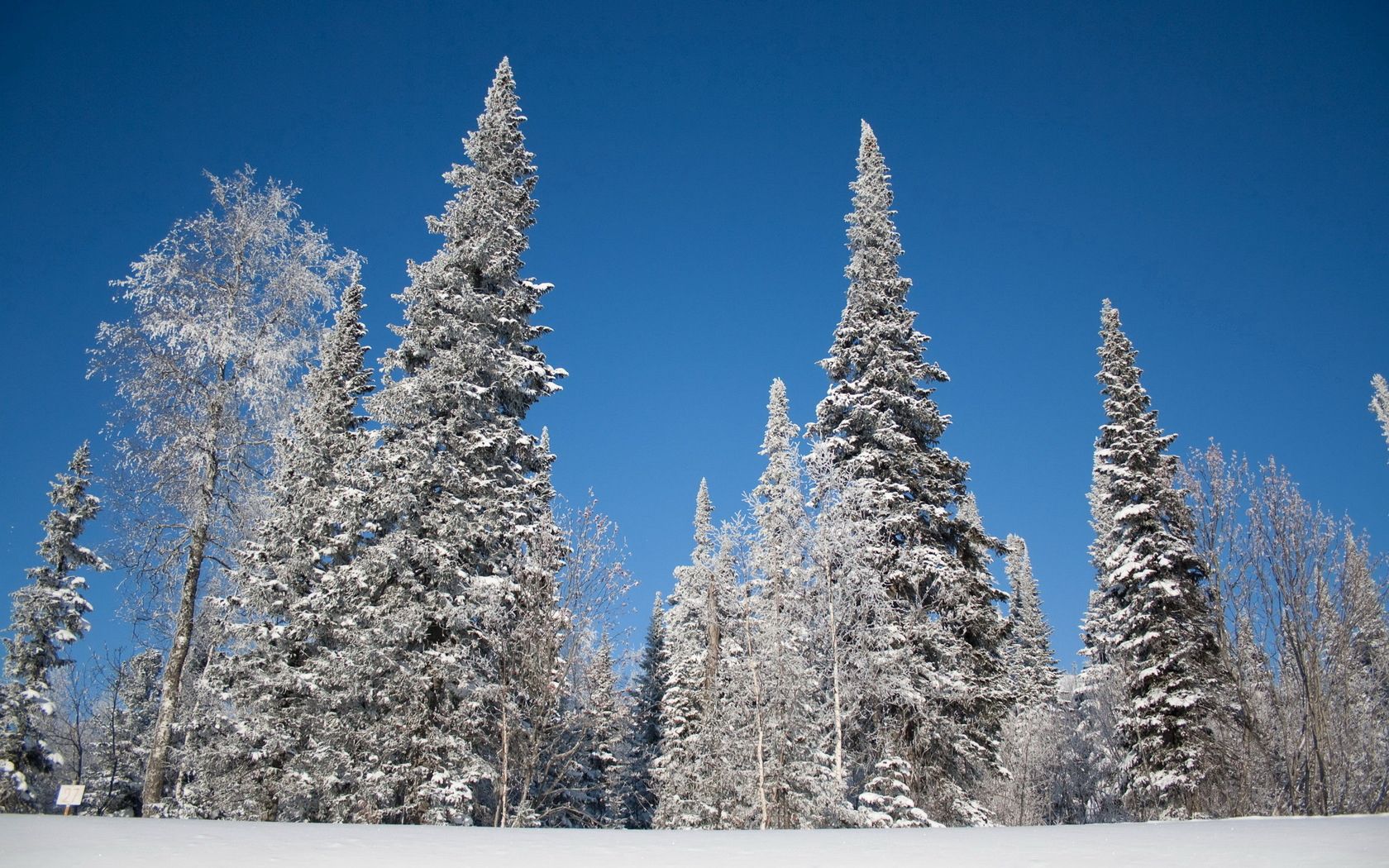 58675 Bild herunterladen landschaft, winter, natur, bäume, sky, schnee, frost, rauhreif, aß, aßen - Hintergrundbilder und Bildschirmschoner kostenlos