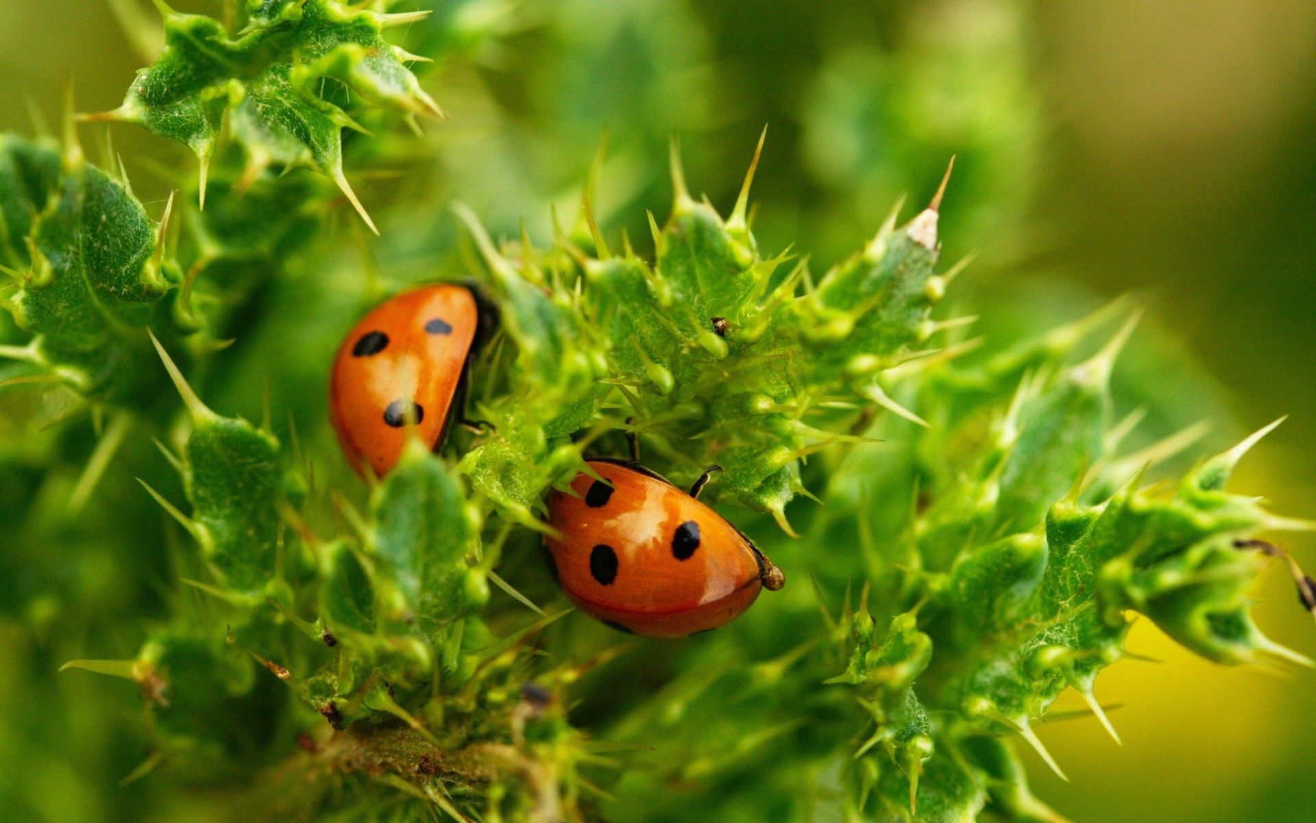 Laden Sie das Marienkäfer, Pflanze, Makro, Insekt-Bild kostenlos auf Ihren PC-Desktop herunter