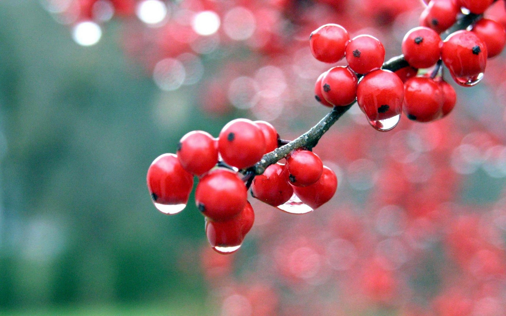 4261 Hintergrundbild herunterladen pflanzen, obst, berries, rot - Bildschirmschoner und Bilder kostenlos