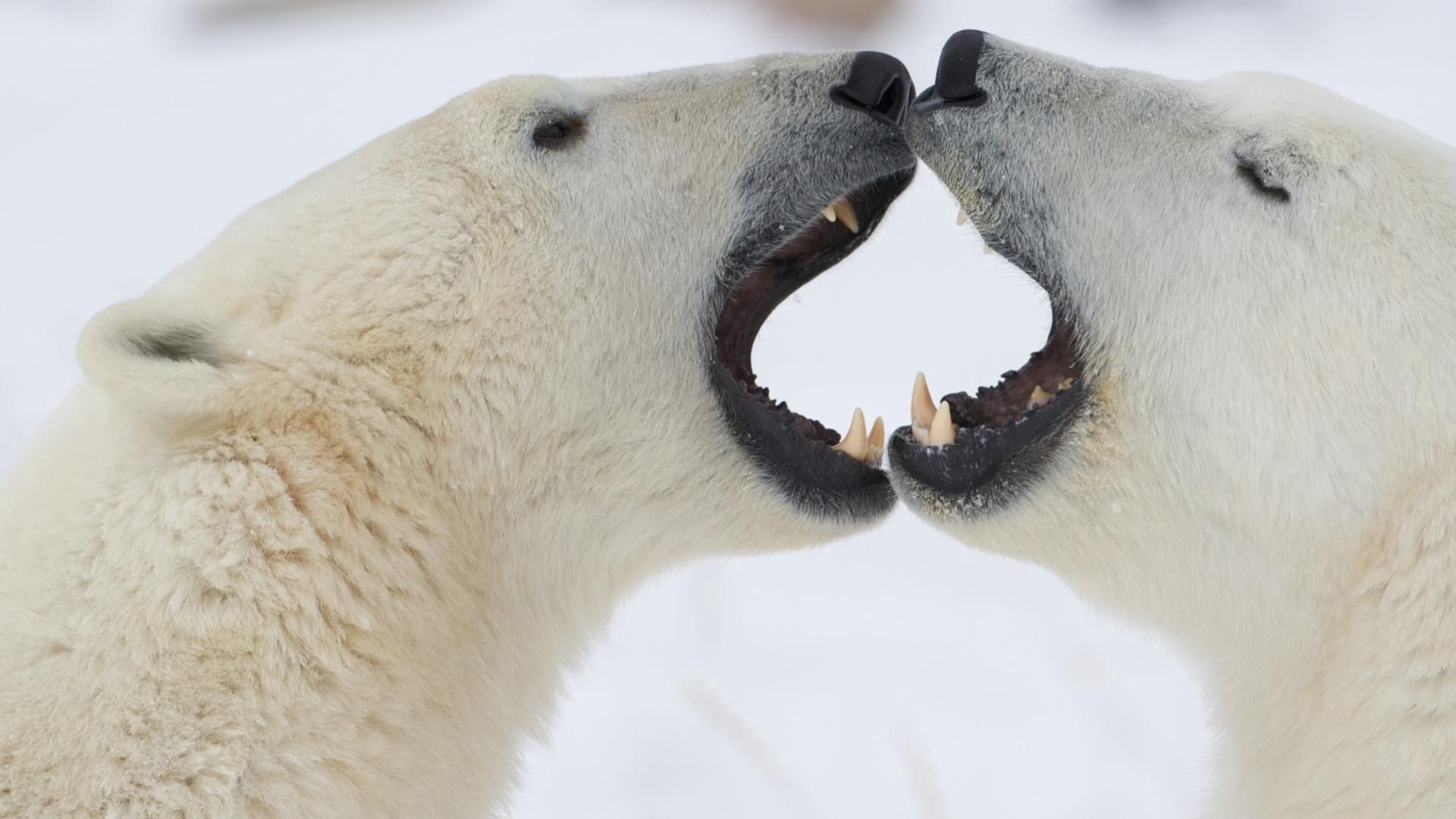  Polar Bears Desktop Wallpaper