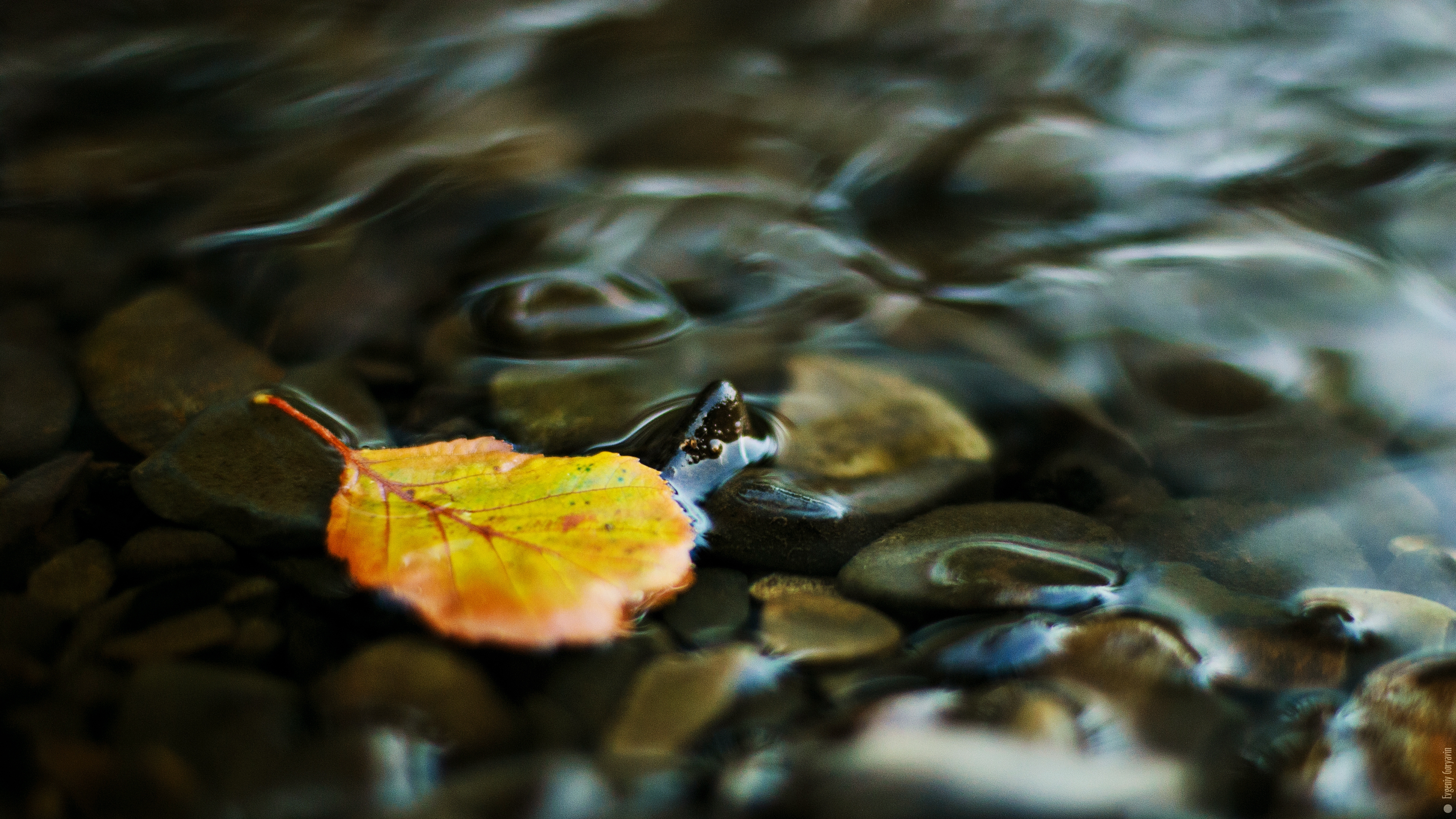 pebbles, brook, stones, transparent, sheet, leaf, creek, yellow, water, nature Full HD