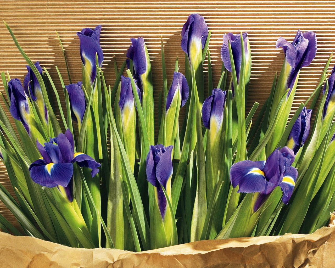 Handy-Wallpaper Blumen, Grüne, Grünen, Papier, Schwertlilien, Irises kostenlos herunterladen.