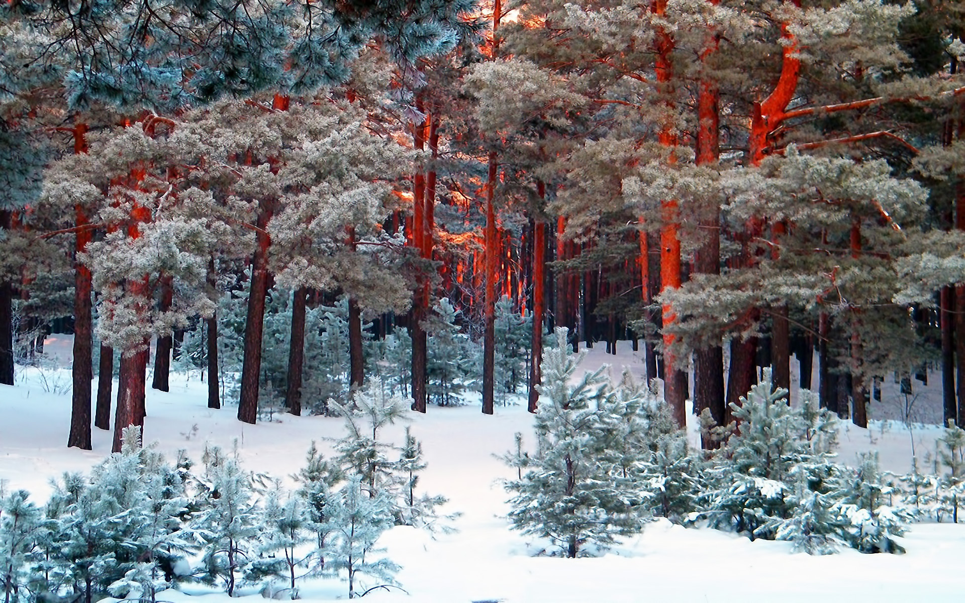 landscape, trees, pine, snow Full HD