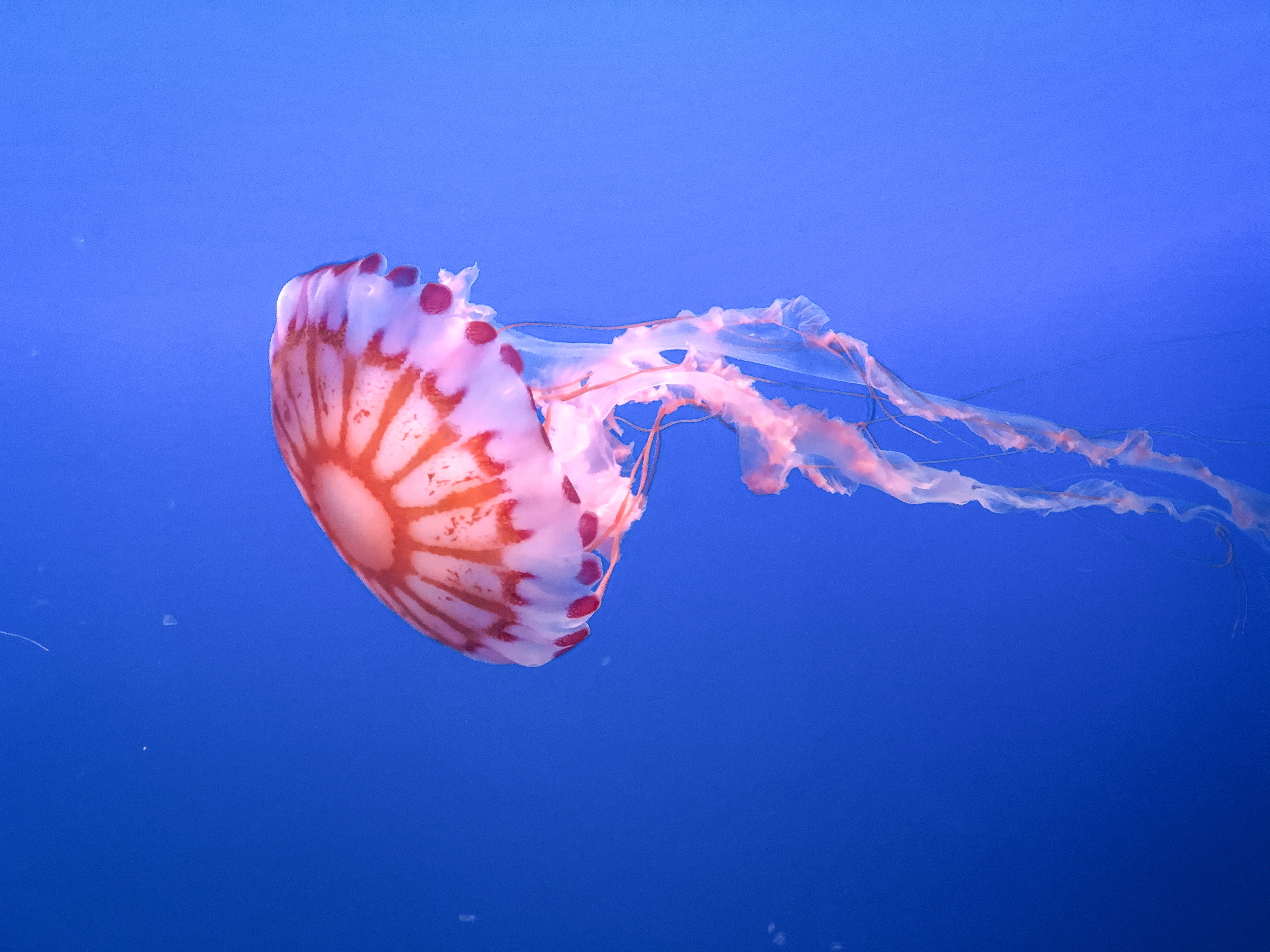 77603 Hintergrundbild herunterladen tiere, schön, unterwasserwelt, qualle, tentakel - Bildschirmschoner und Bilder kostenlos