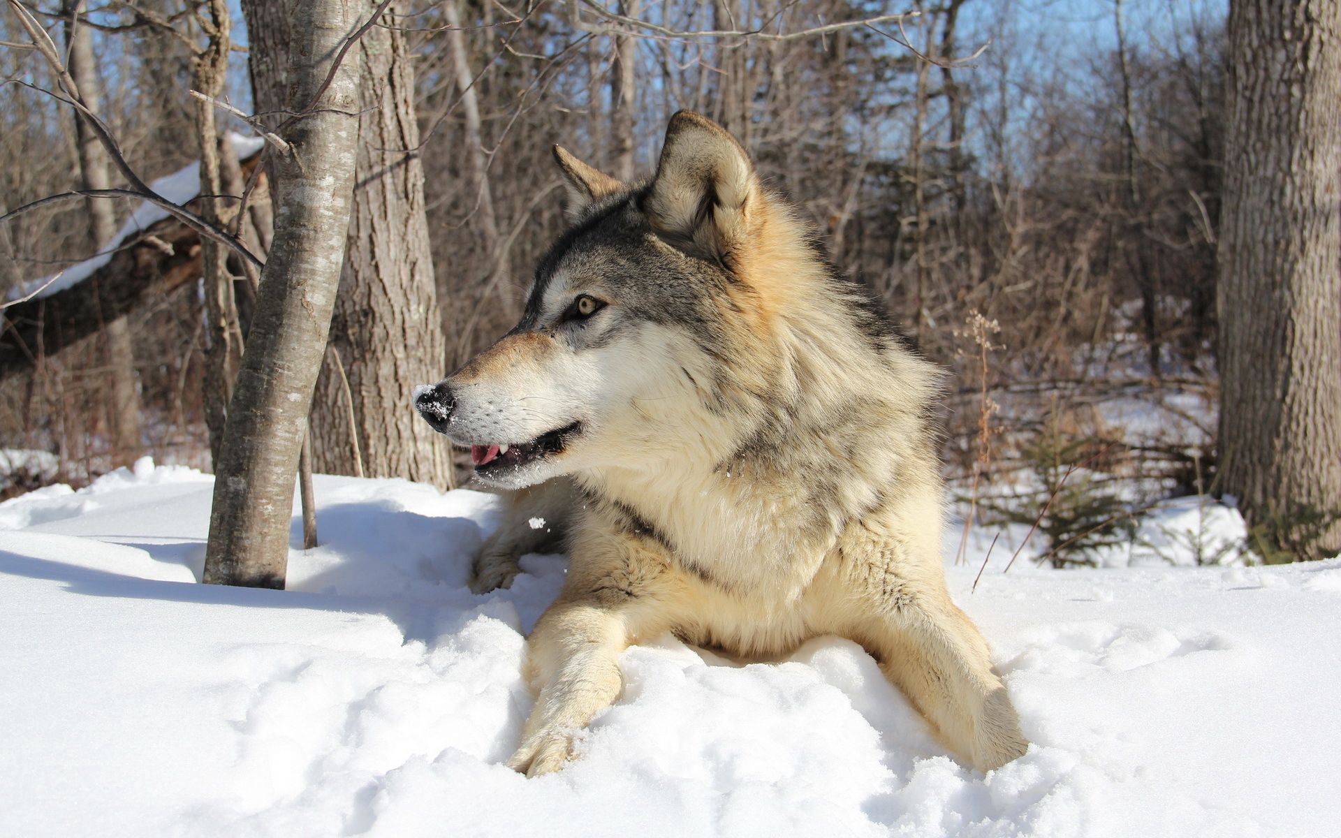 animals, winter, snow, to lie down, lie, predator, wolf