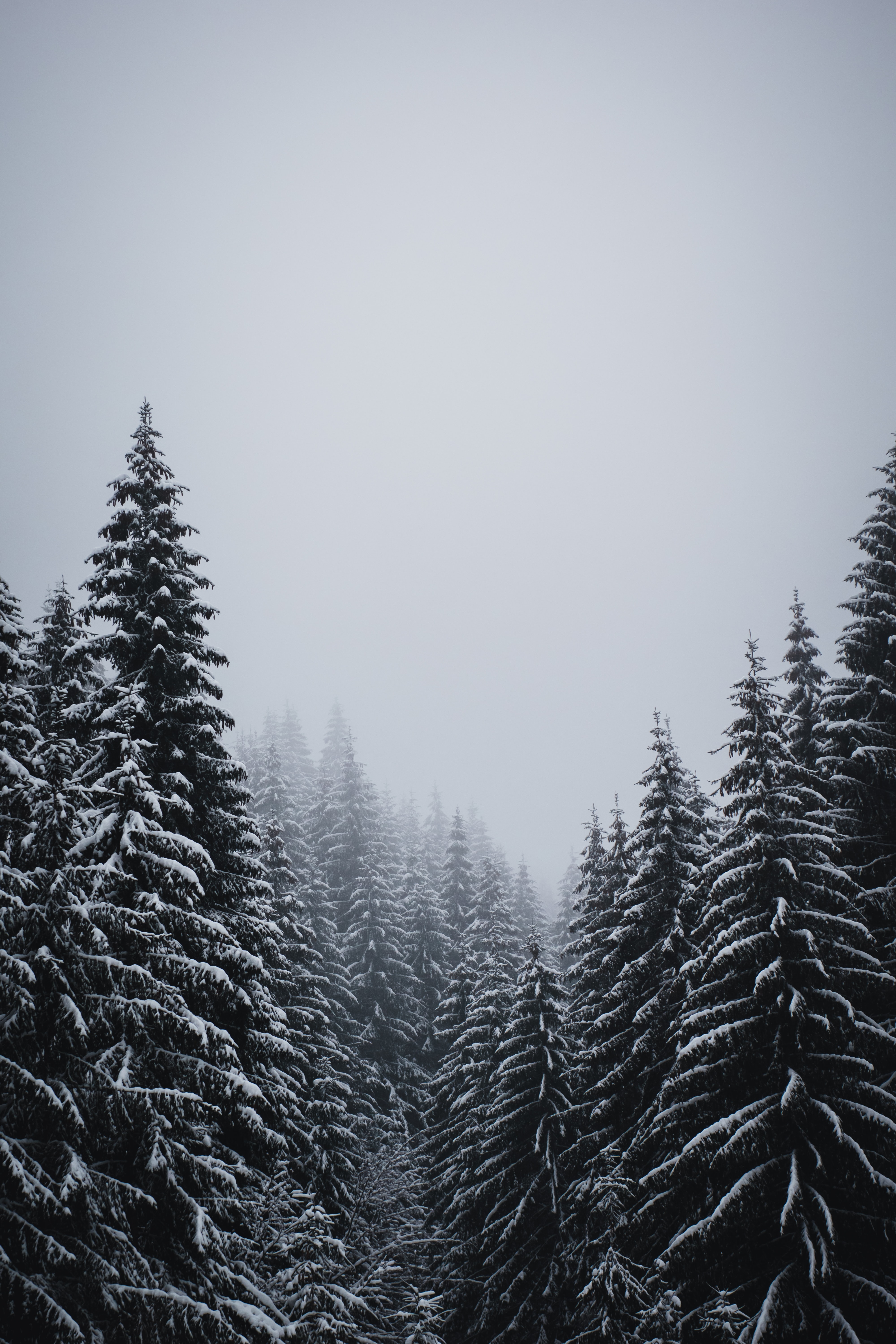 51410 Hintergrundbilder und Schneesturm Bilder auf dem Desktop. Laden Sie winter, bäume, schnee, natur Bildschirmschoner kostenlos auf den PC herunter