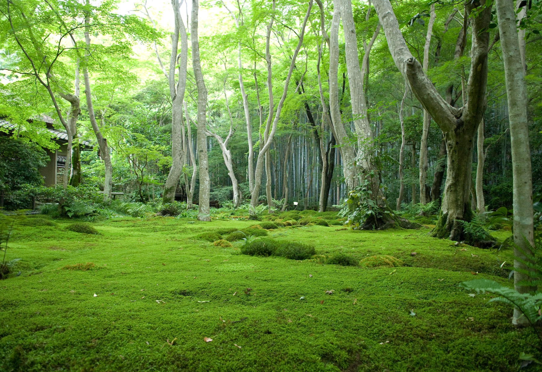 103051 download wallpaper forest, grass, nature, trees, house, moss, polyana, glade screensavers and pictures for free