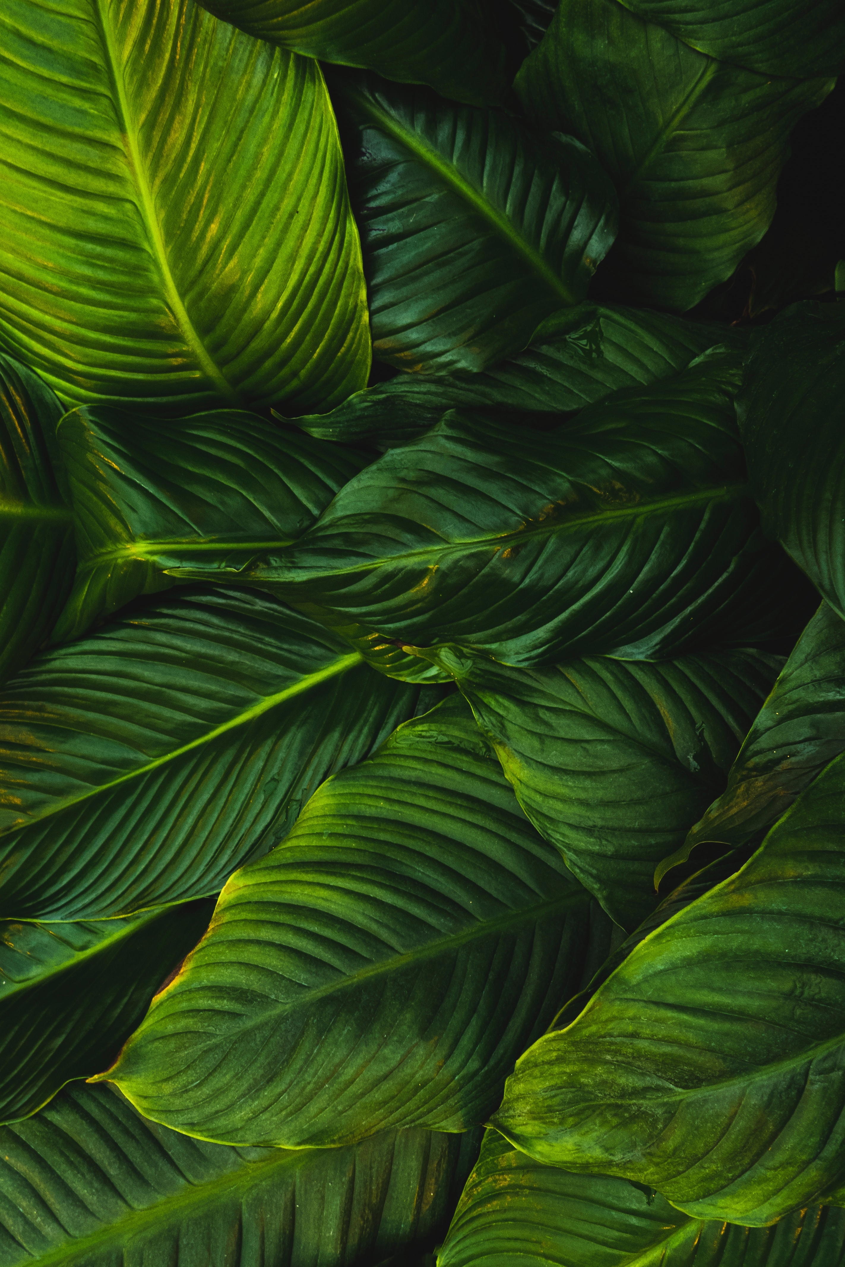nature, leaves, greens, plant Panoramic Wallpapers