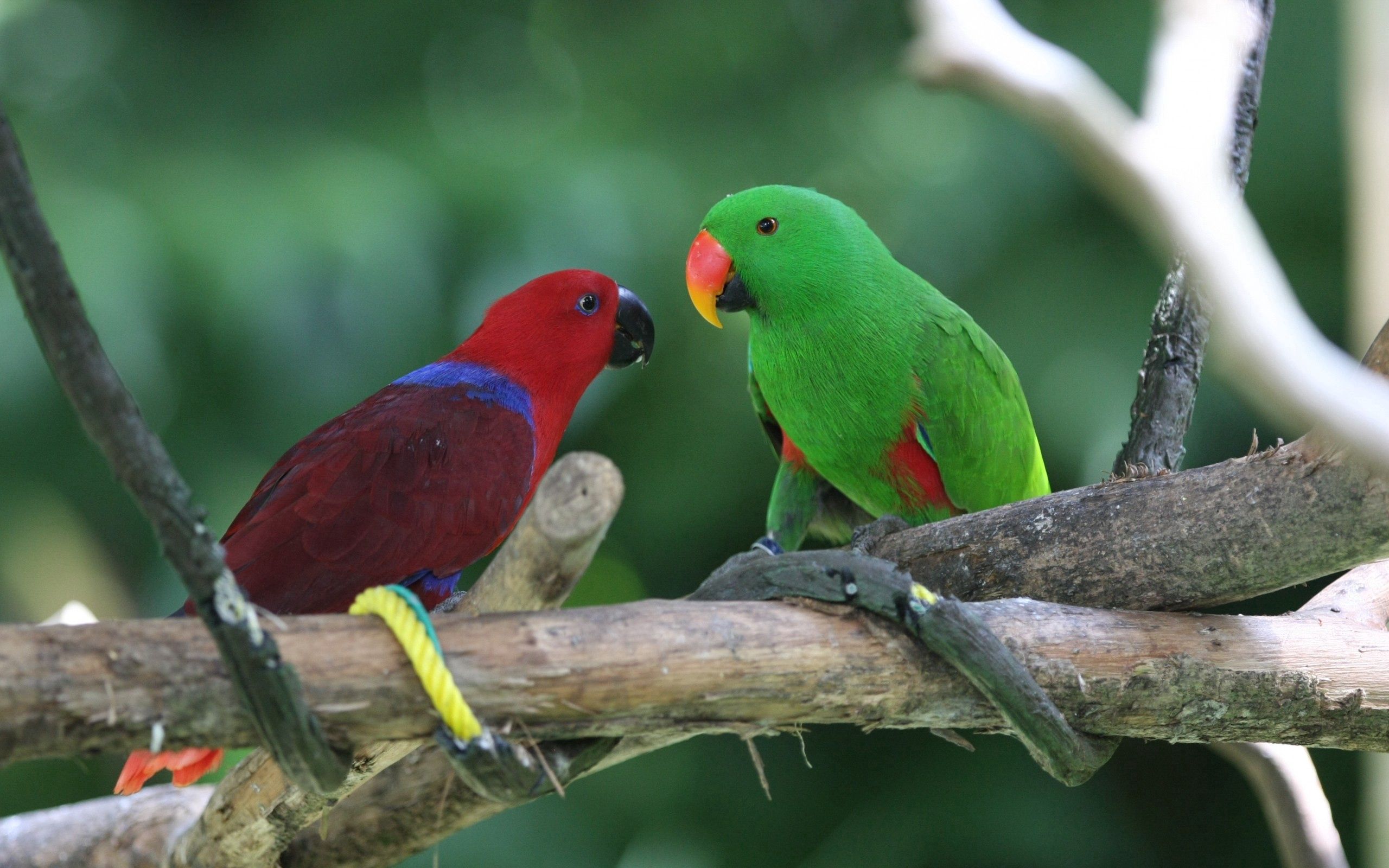 birds, animals, parrots, couple, pair wallpapers for tablet