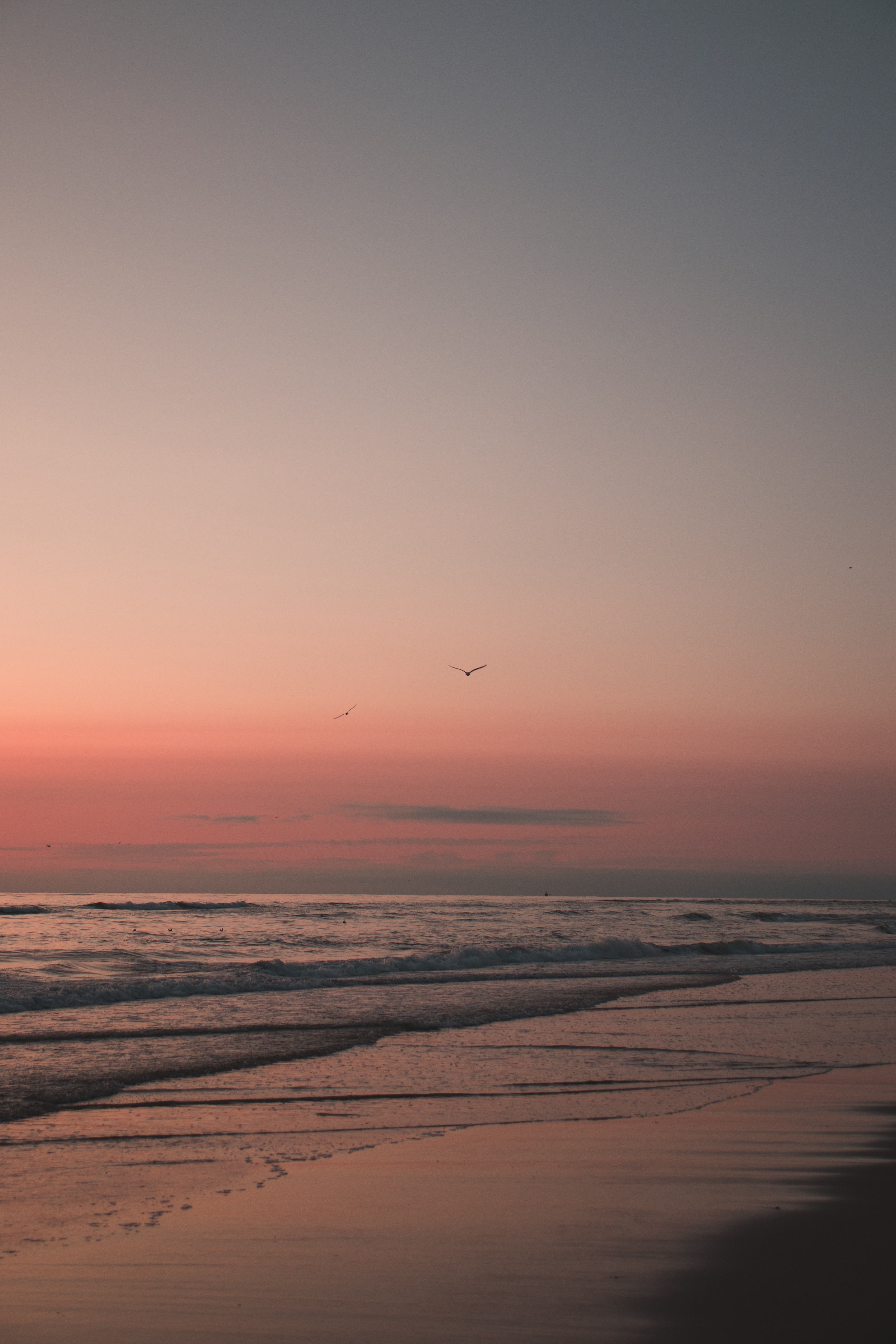 sand, sunset, beach, birds, nature download HD wallpaper