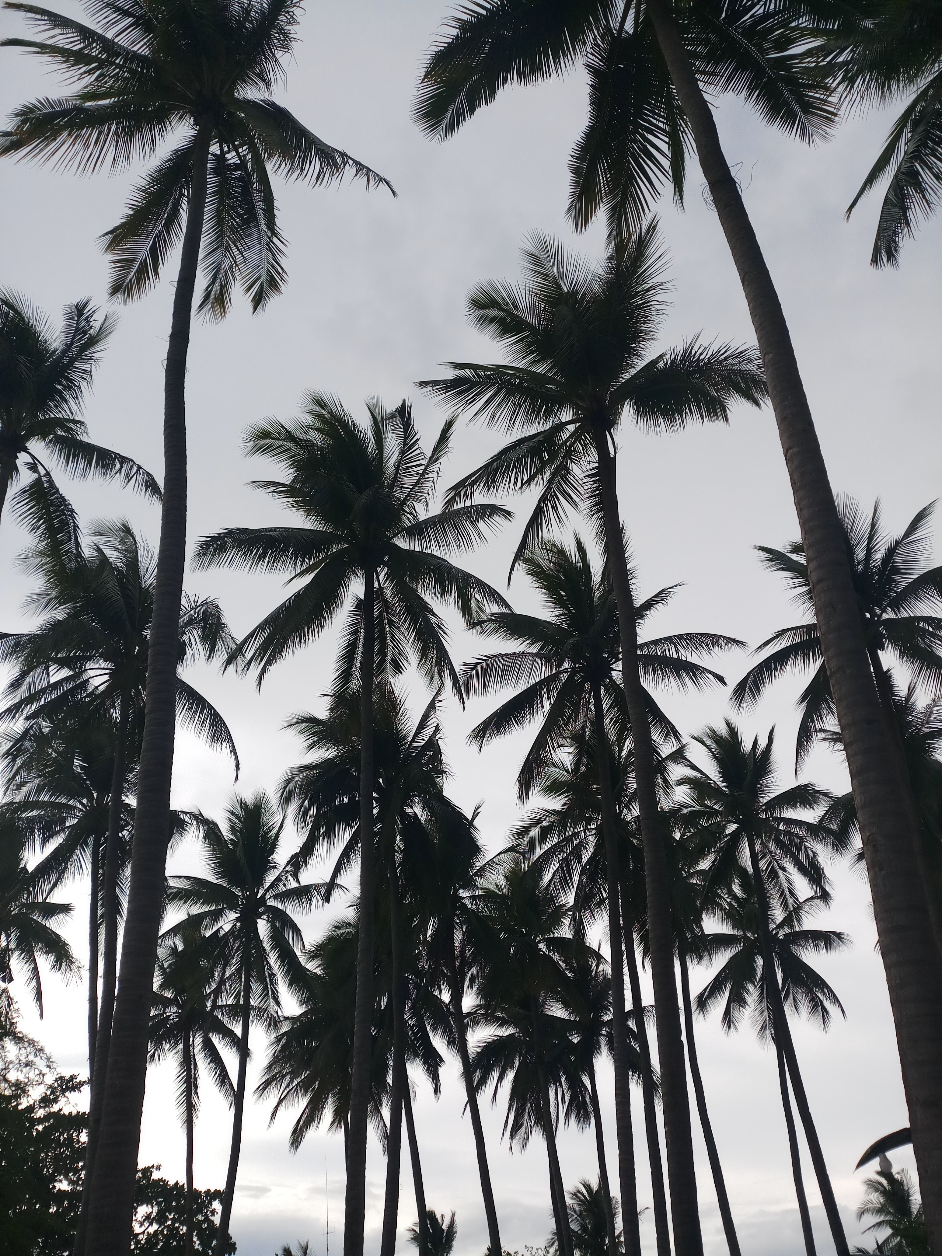 1080p pic bw, nature, palms, chb
