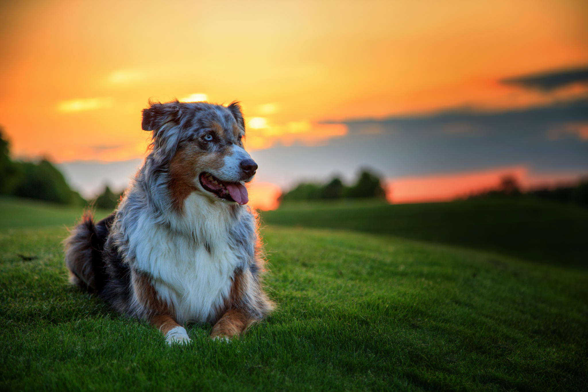 Laden Sie das Hund, Tiere, Sunset, Grass, Australischer Hirte, Australian Shepherd, Aussie-Bild kostenlos auf Ihren PC-Desktop herunter