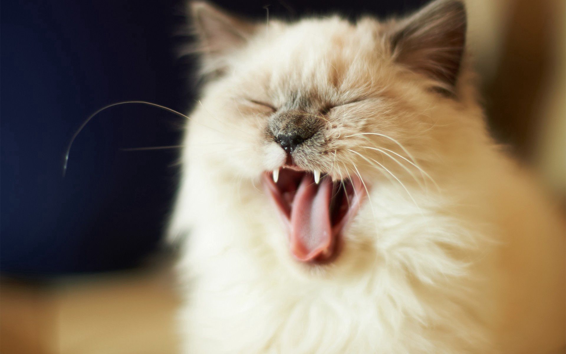iPhone background scream, muzzle, fluffy, kitten