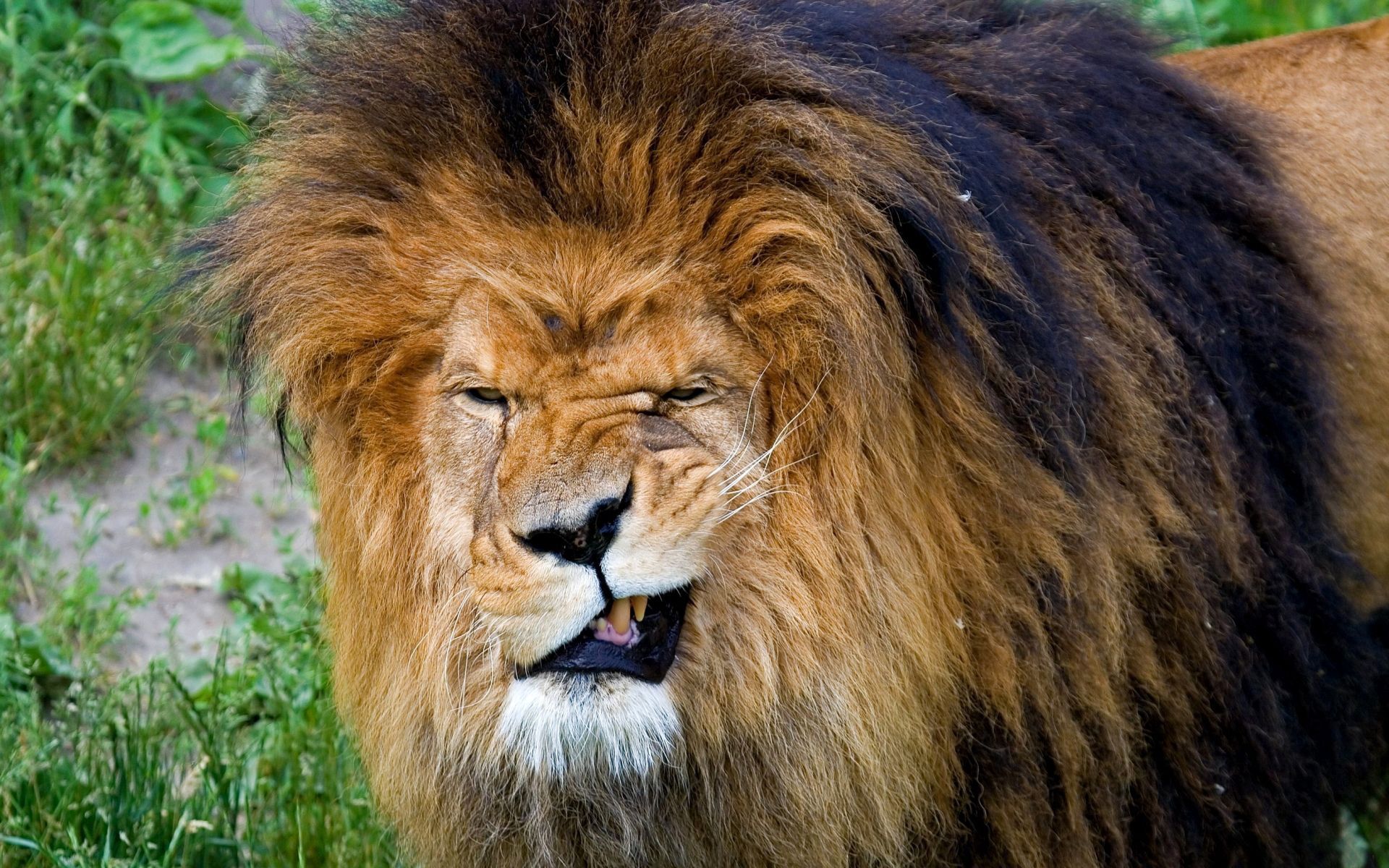 107685 baixar papel de parede leão, focinho, animais, um leão, agressão, sorriso, predator, predador, gato grande, juba, rei das feras, rei das bestas - protetores de tela e imagens gratuitamente