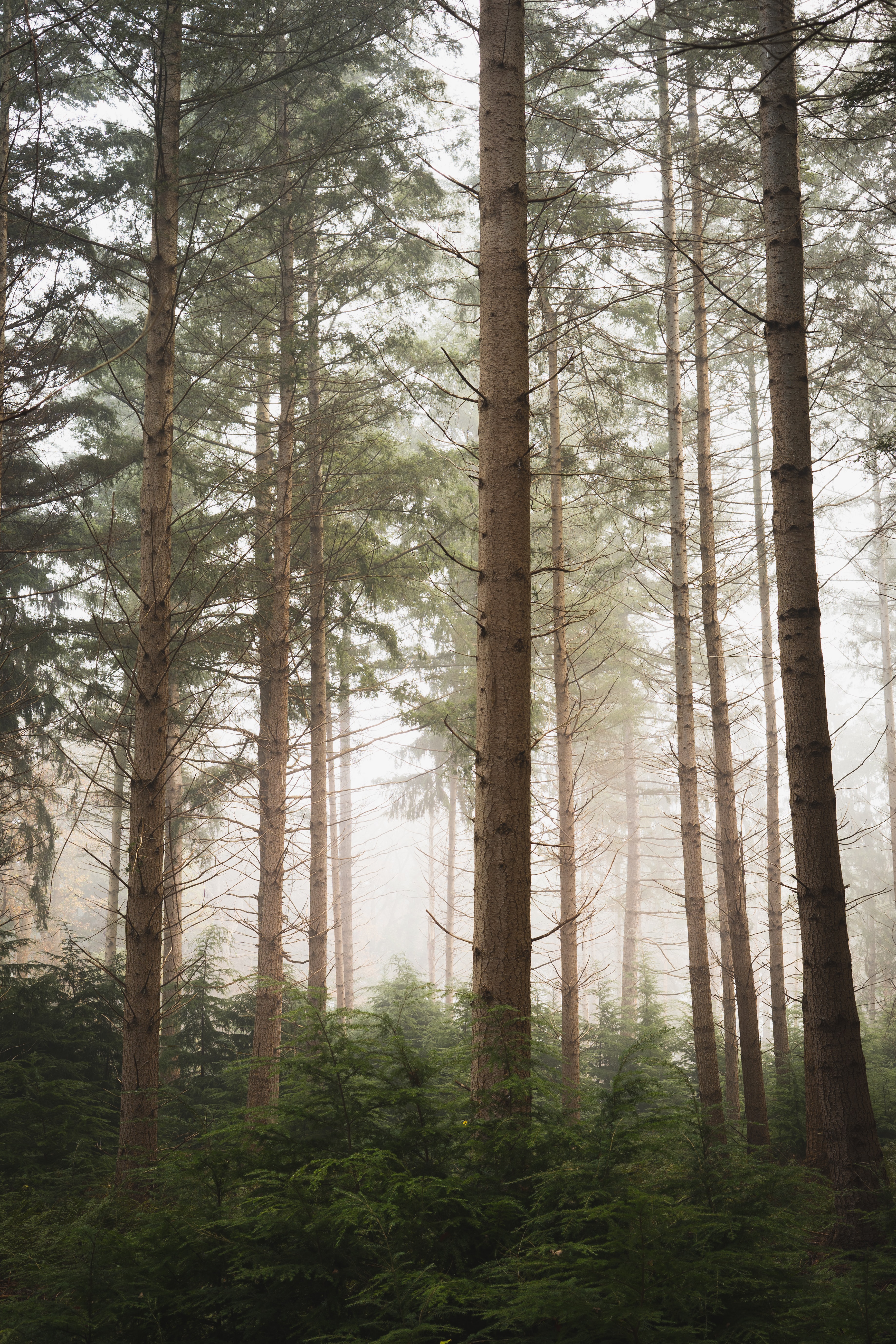trees, pine, nature, forest Fog Desktop Wallpaper