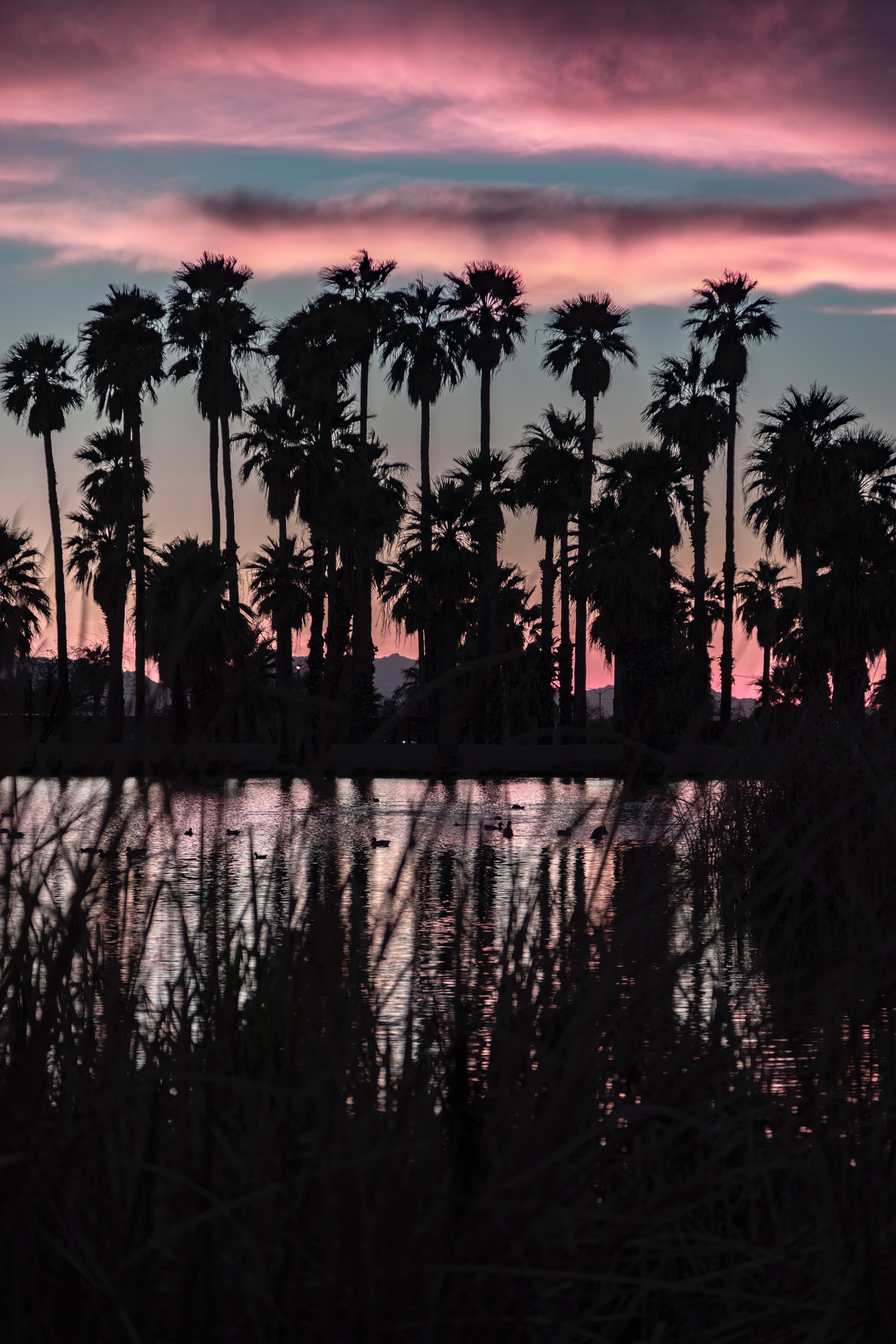 Palms lake, dusk, twilight, landscape Free Stock Photos